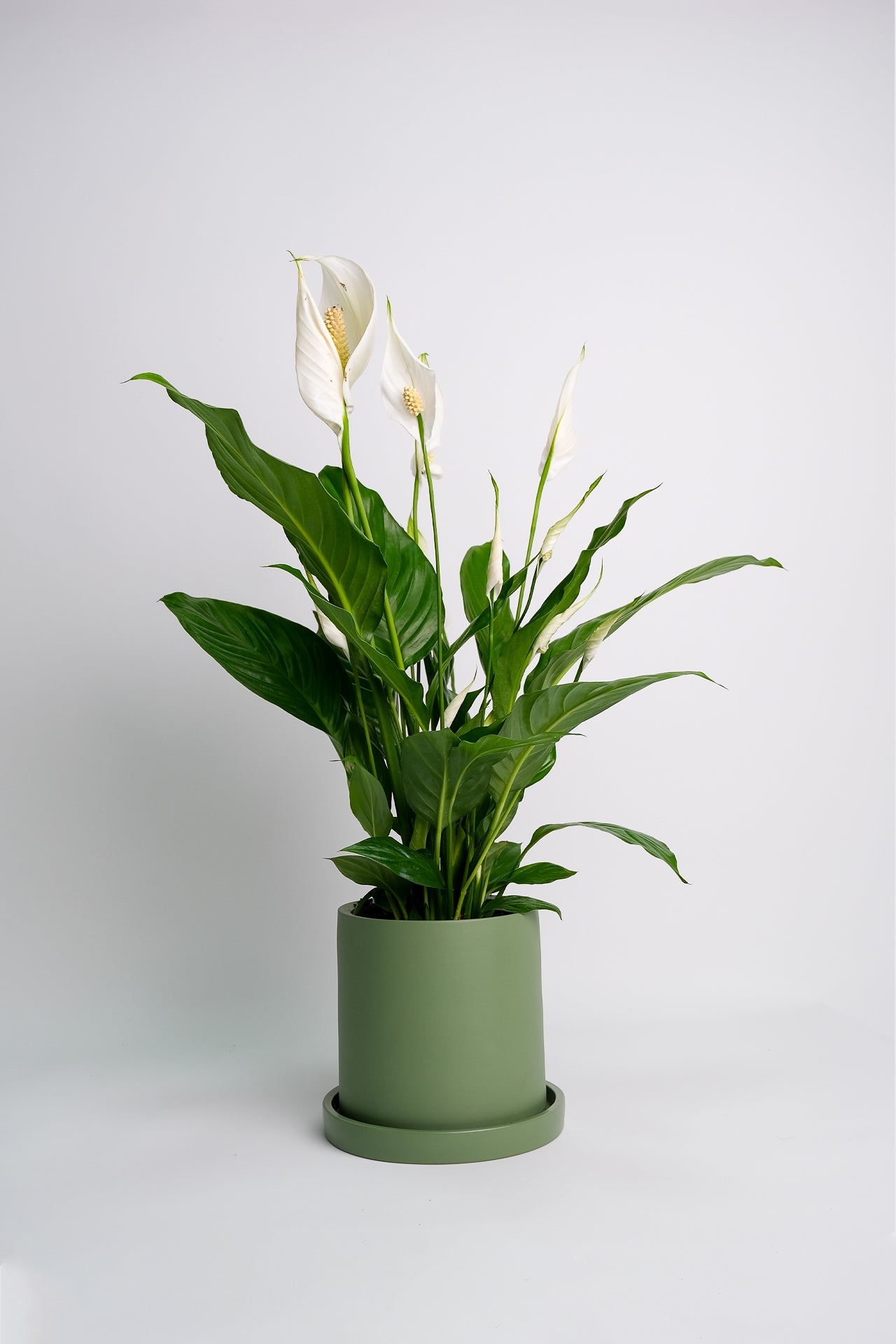 Spathiphyllum - Image 8