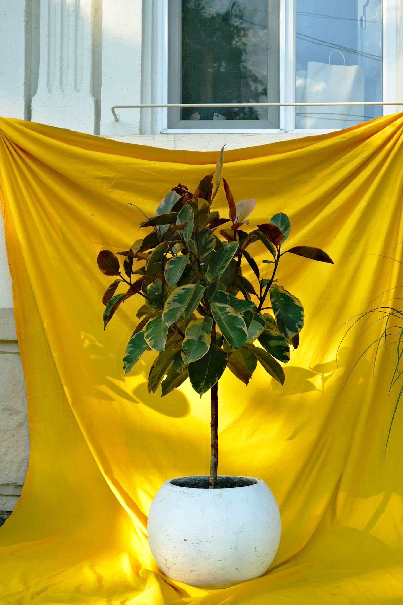 Ficus Belize on Stem - Image 8