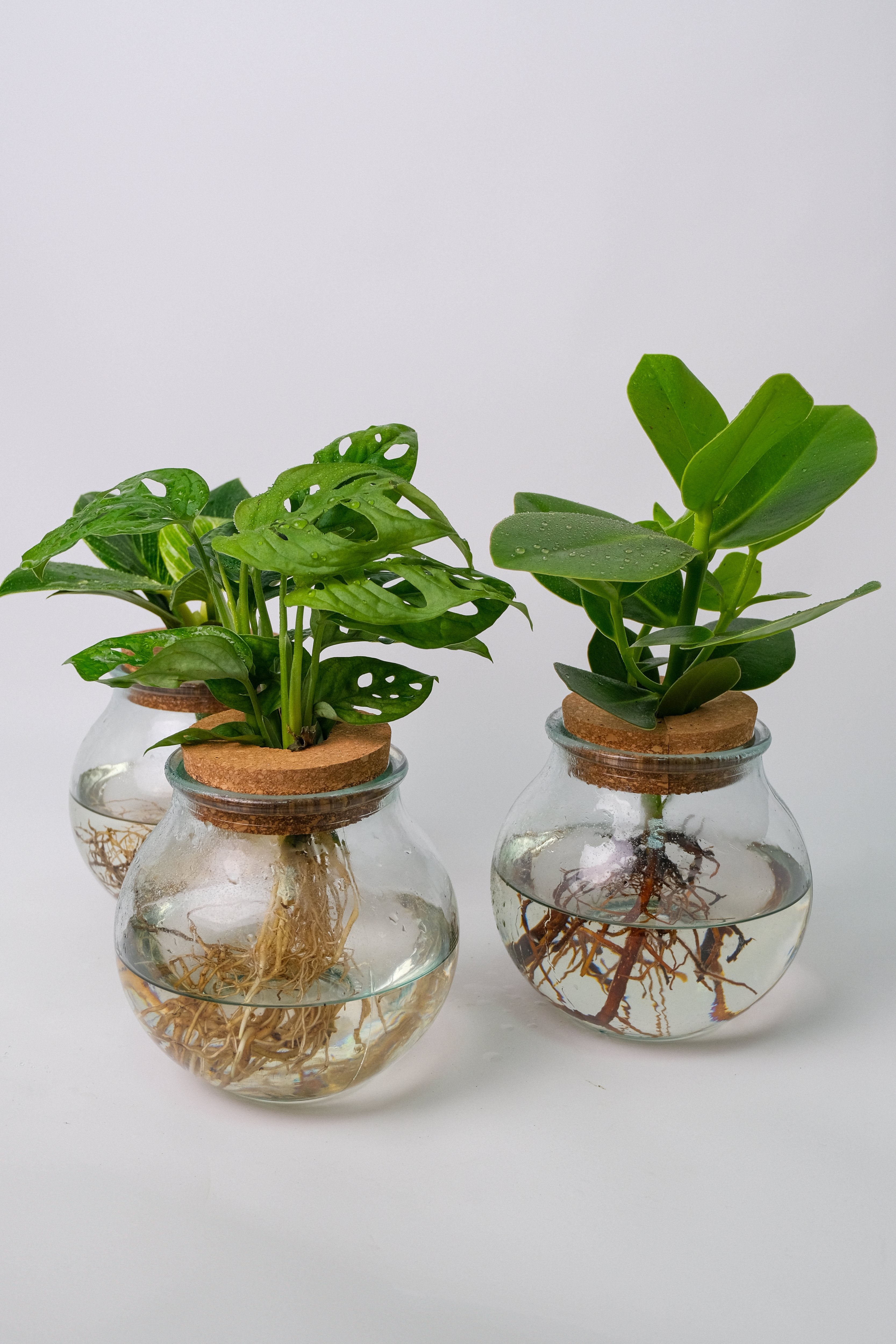 Plante Mix Sticlă