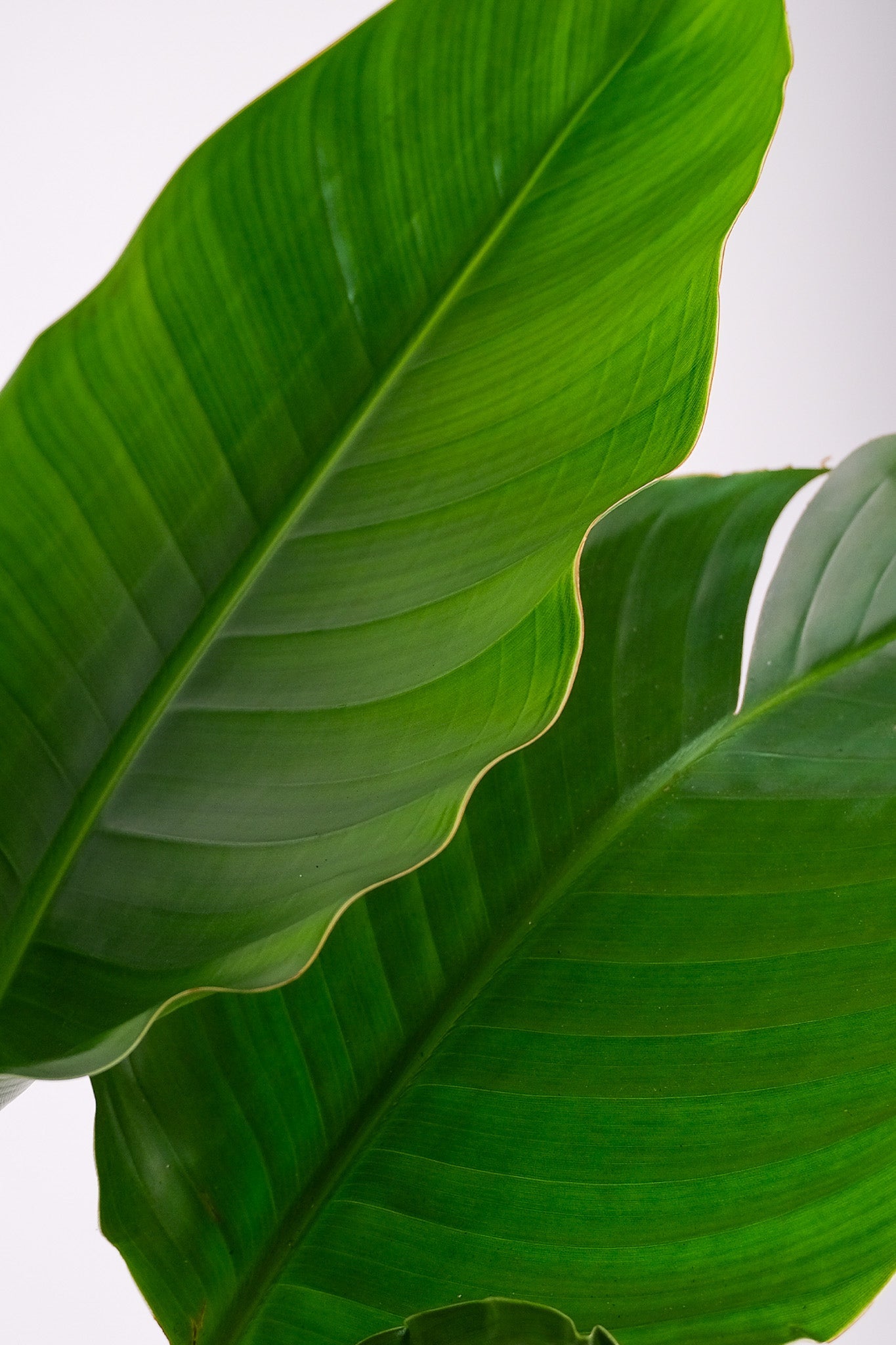 Strelitzia Nicolai - Image 11