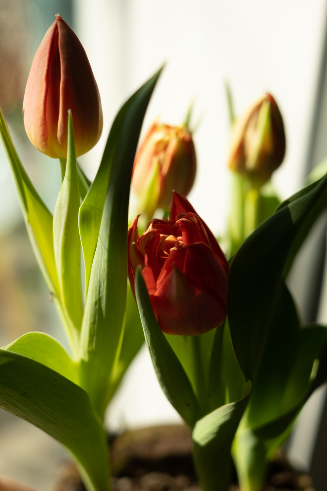 Tulipa Mix