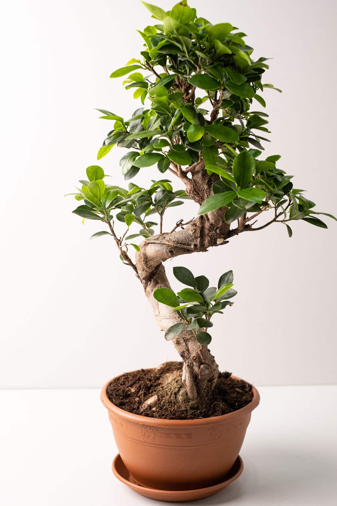 Bonsai Ficus Ginseng - Image 9
