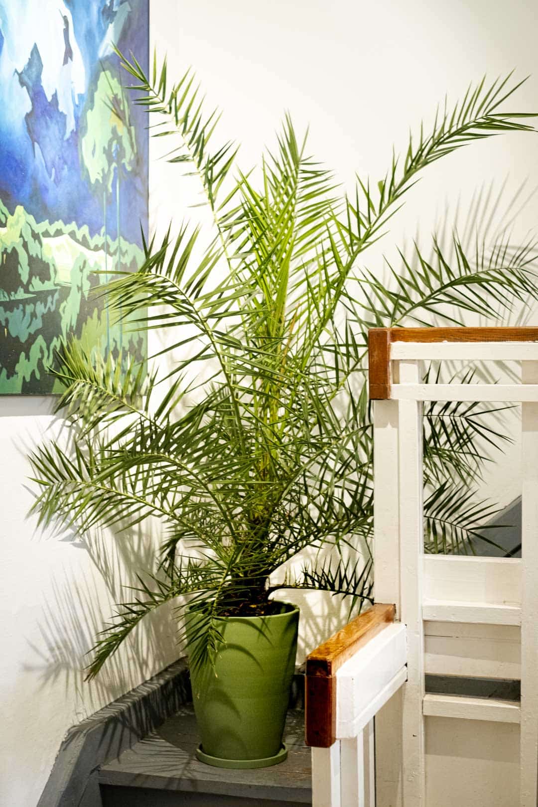 Phoenix Canariensis - Image 1