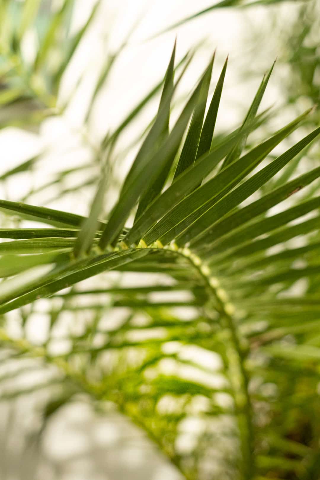 Phoenix Canariensis - Image 3