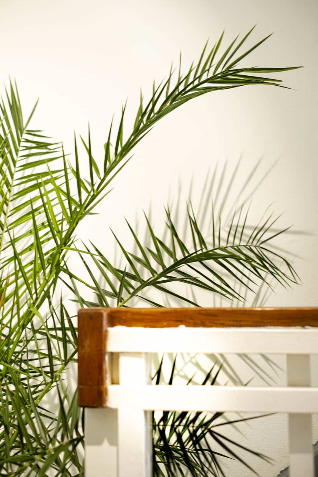 Phoenix Canariensis - Image 8