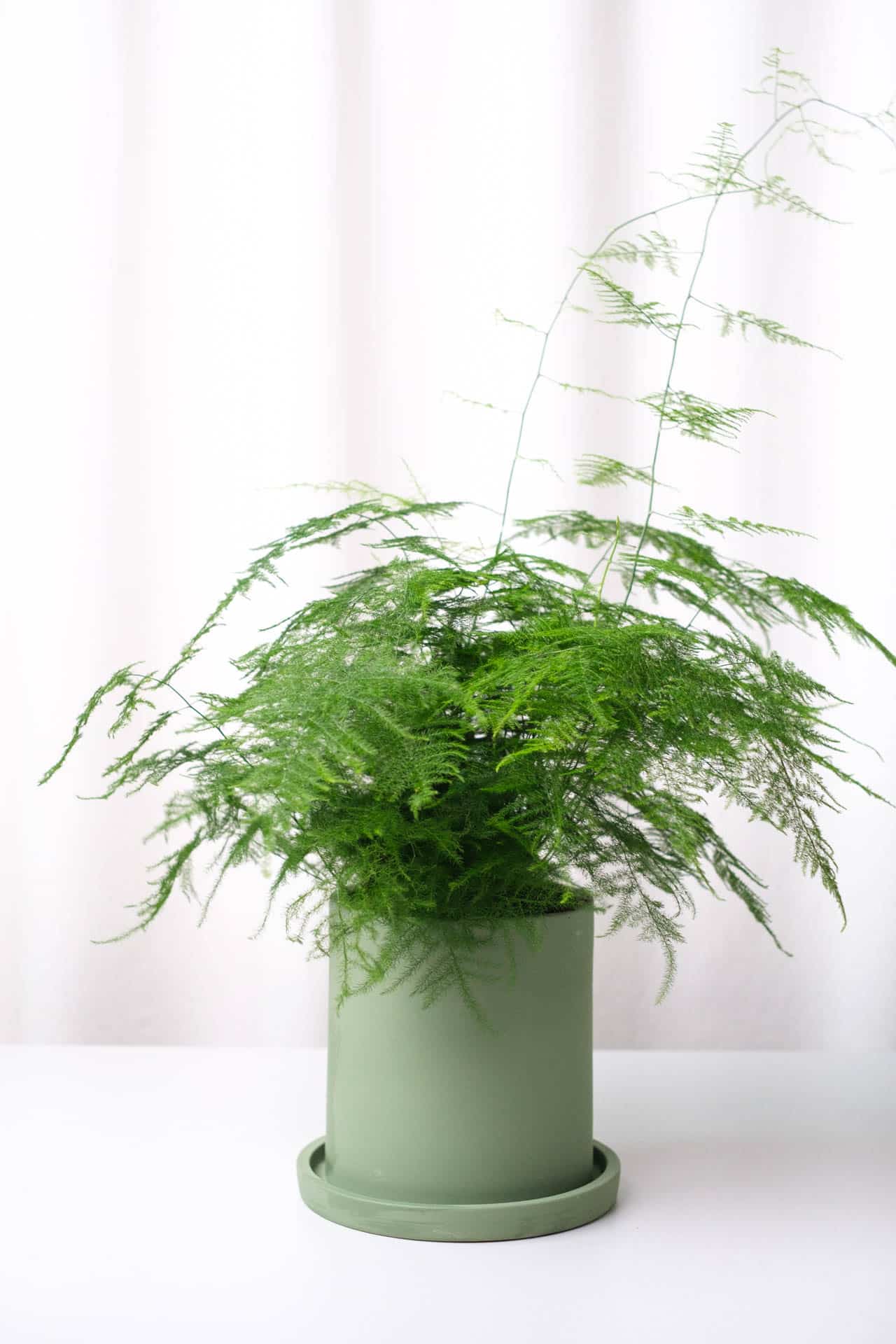 Asparagus Fern - Image 1