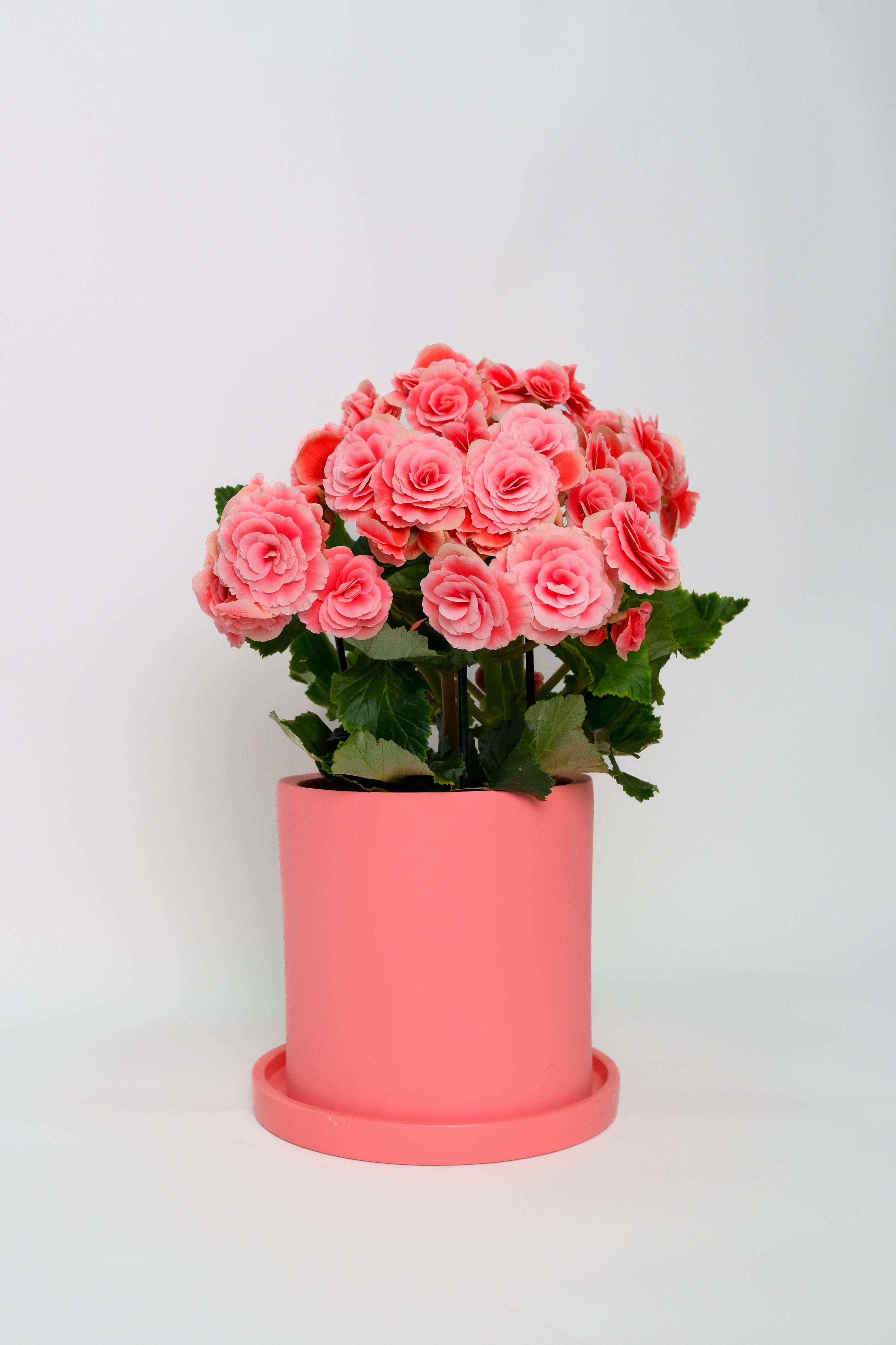 Begonia mix