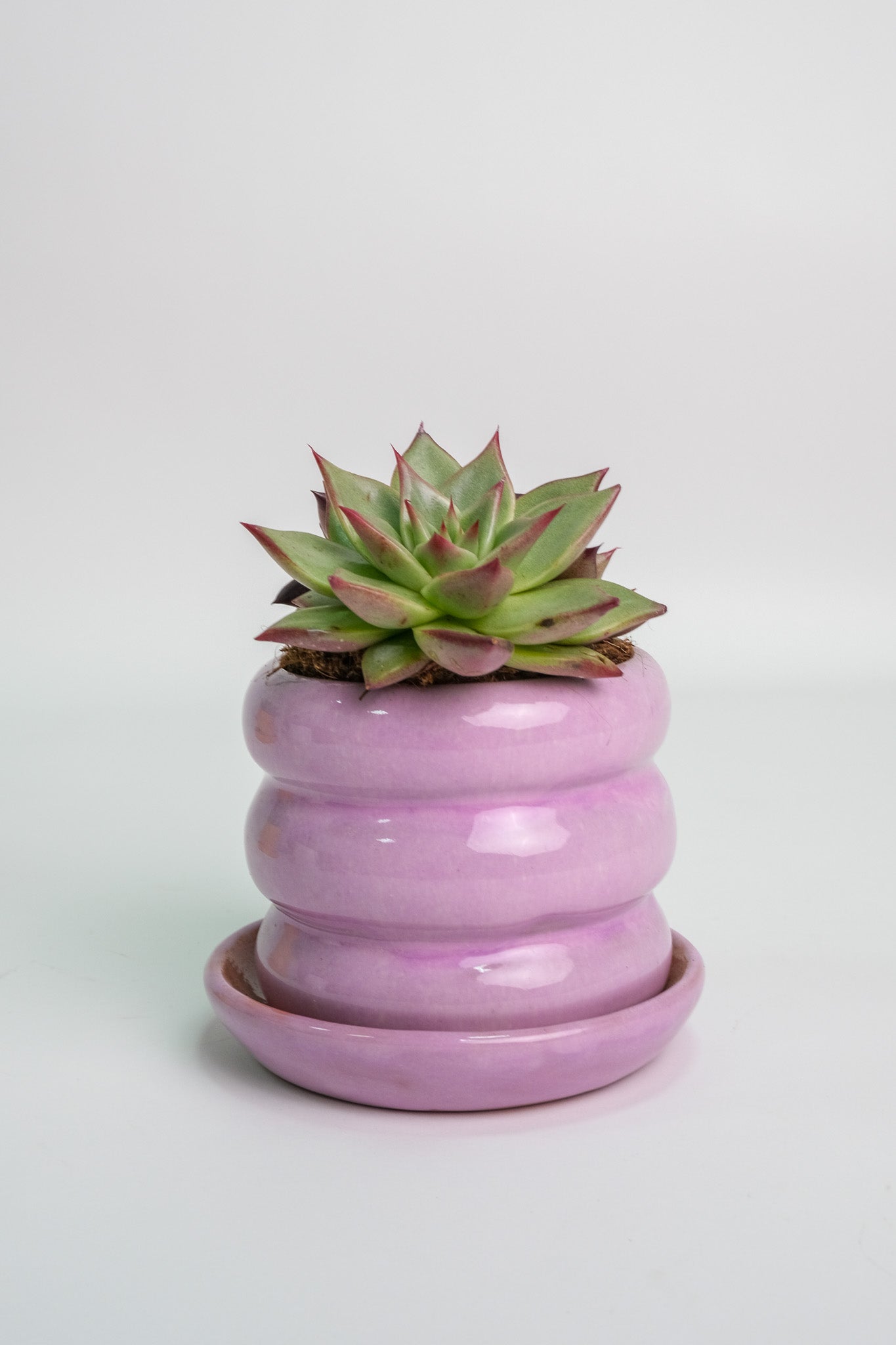 Suculent Mix - Image 10