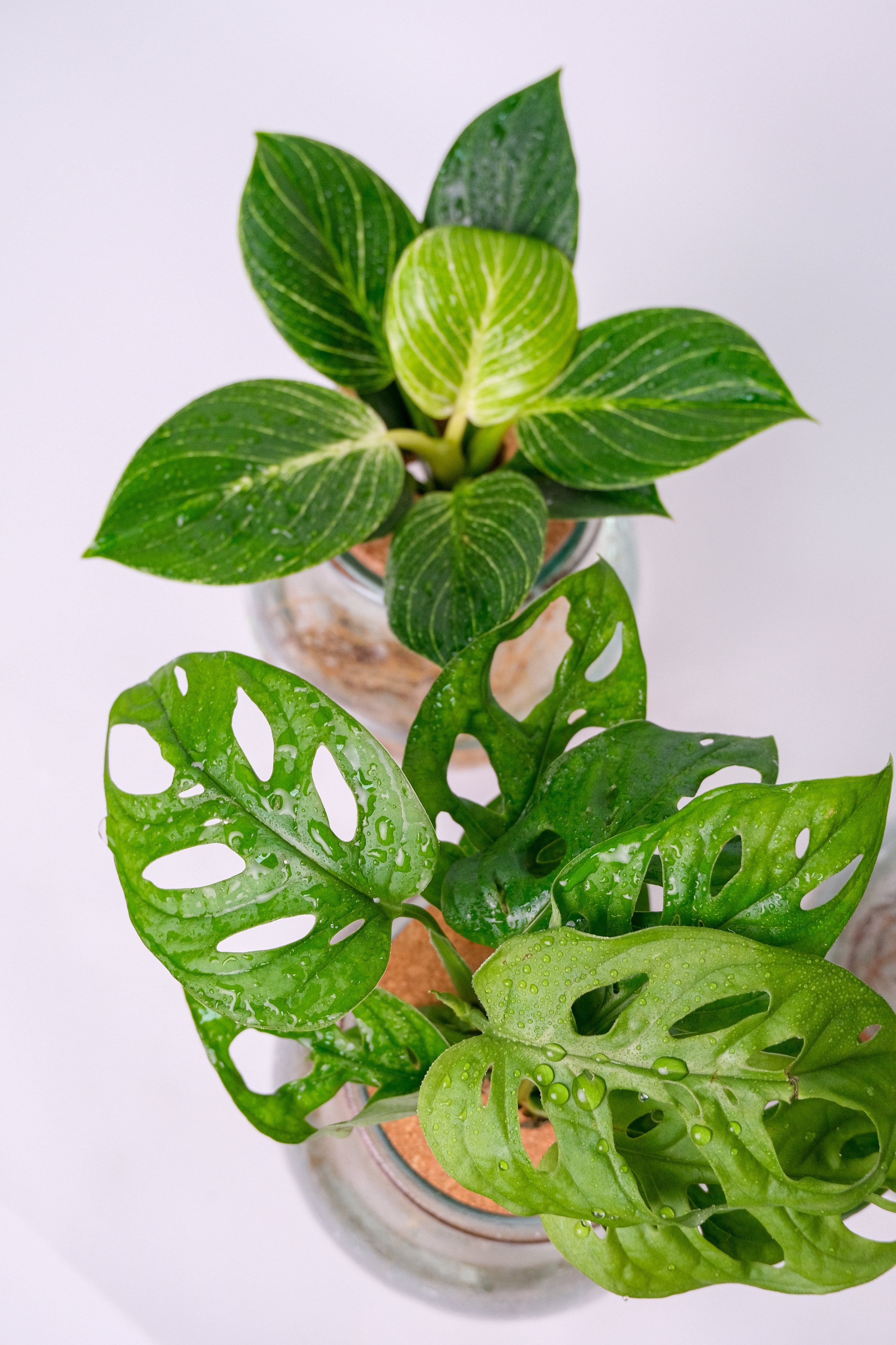 Plante Mix Sticlă