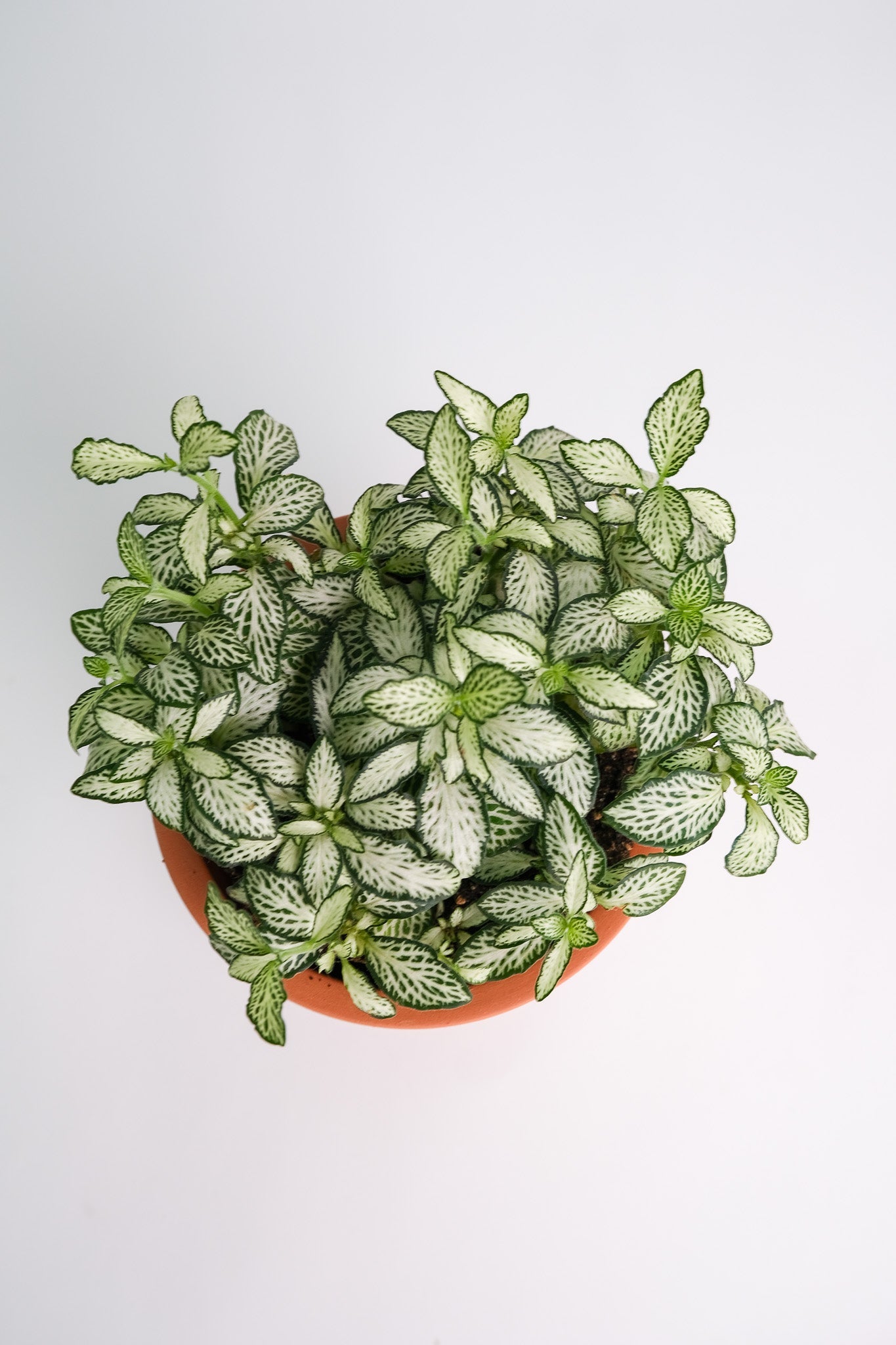 Fittonia mix - Image 18