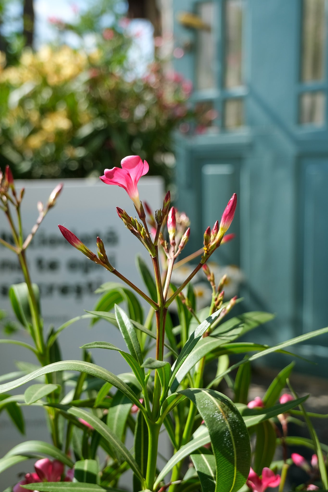 Nerium Oleander - 18_Oleandru mix.jpg