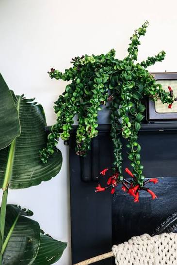 Aeschynanthus Lipstick