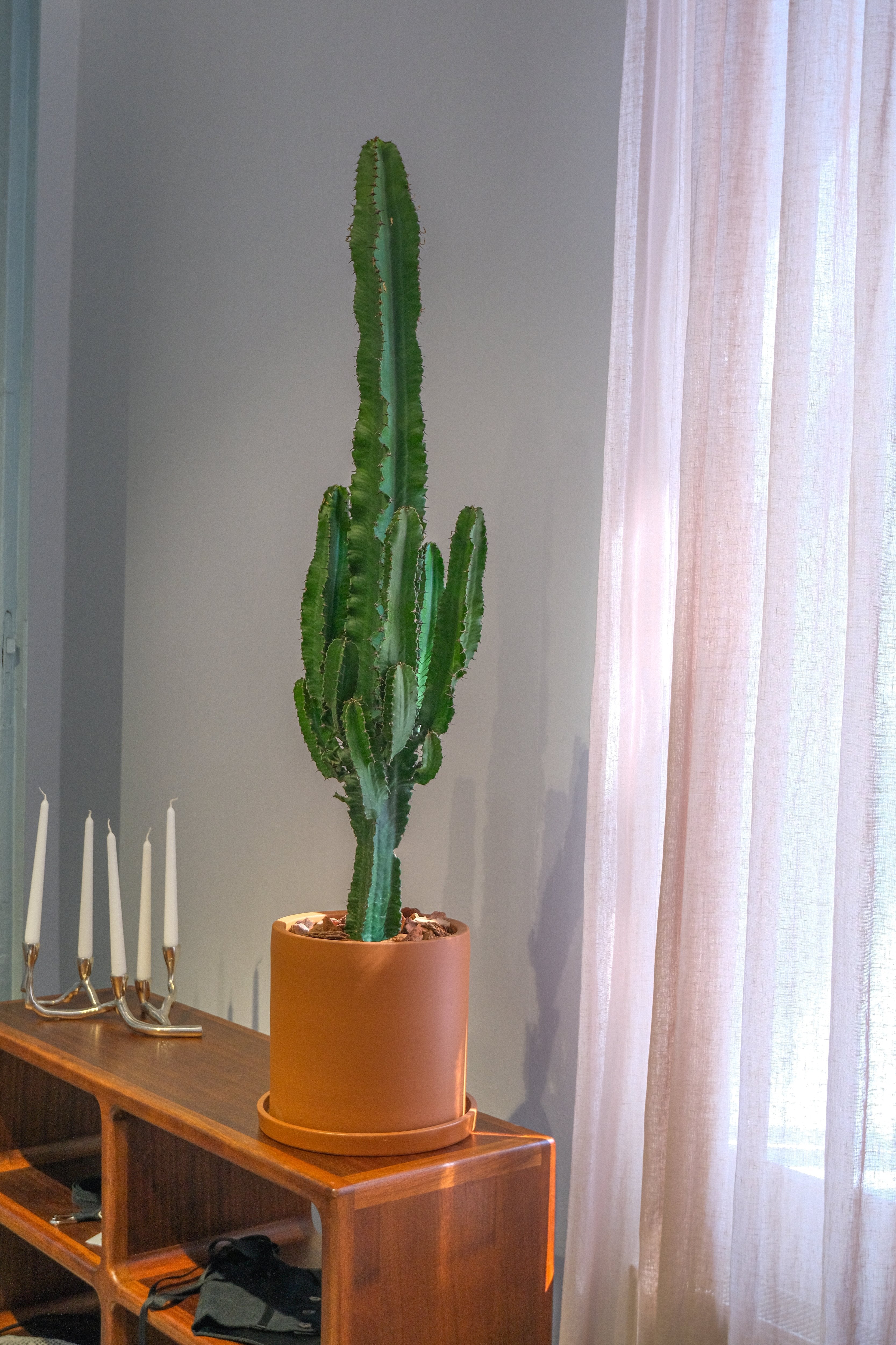 Euphorbia Eritrea - DSCF4368.jpg