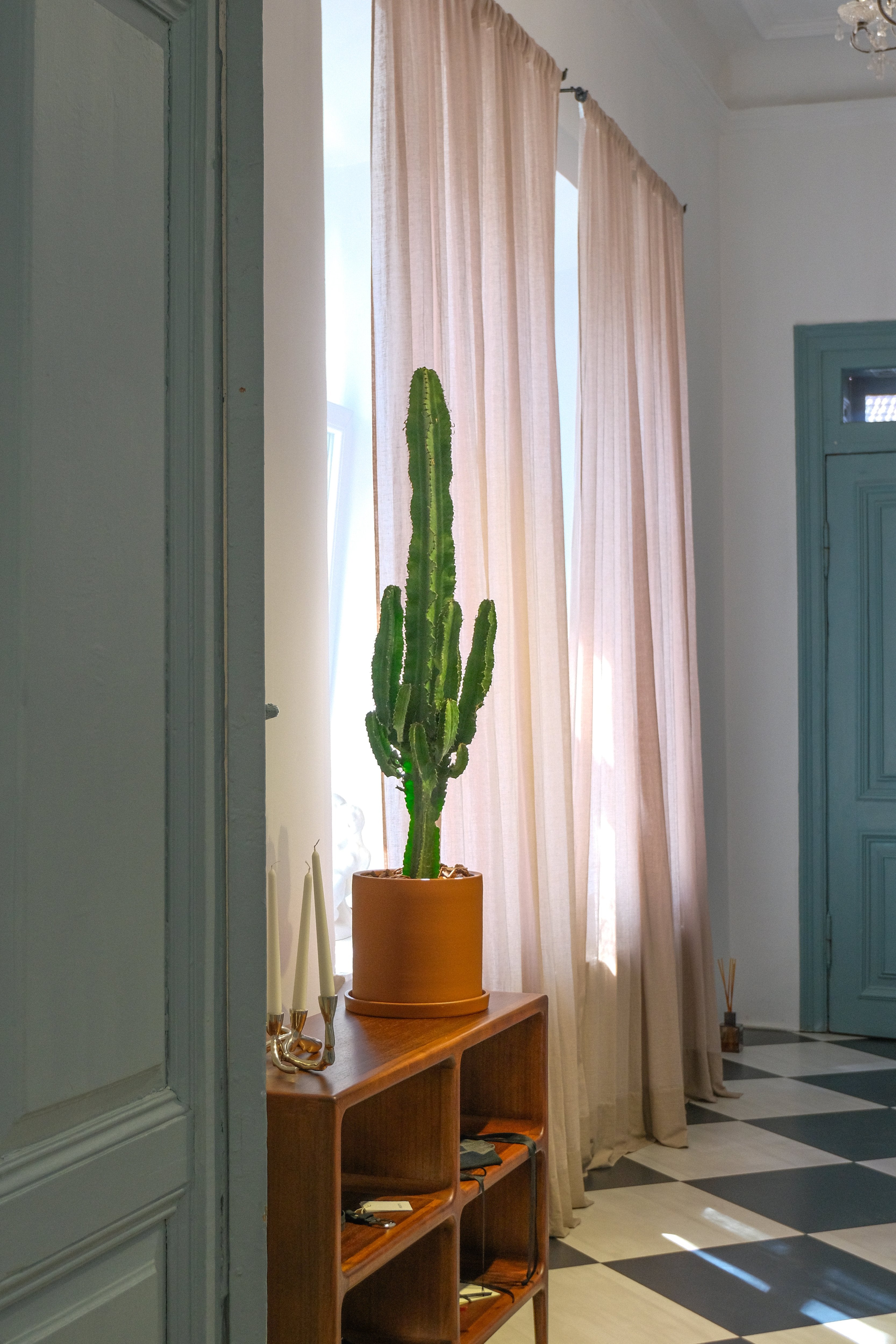 Euphorbia Eritrea - DSCF4394.jpg