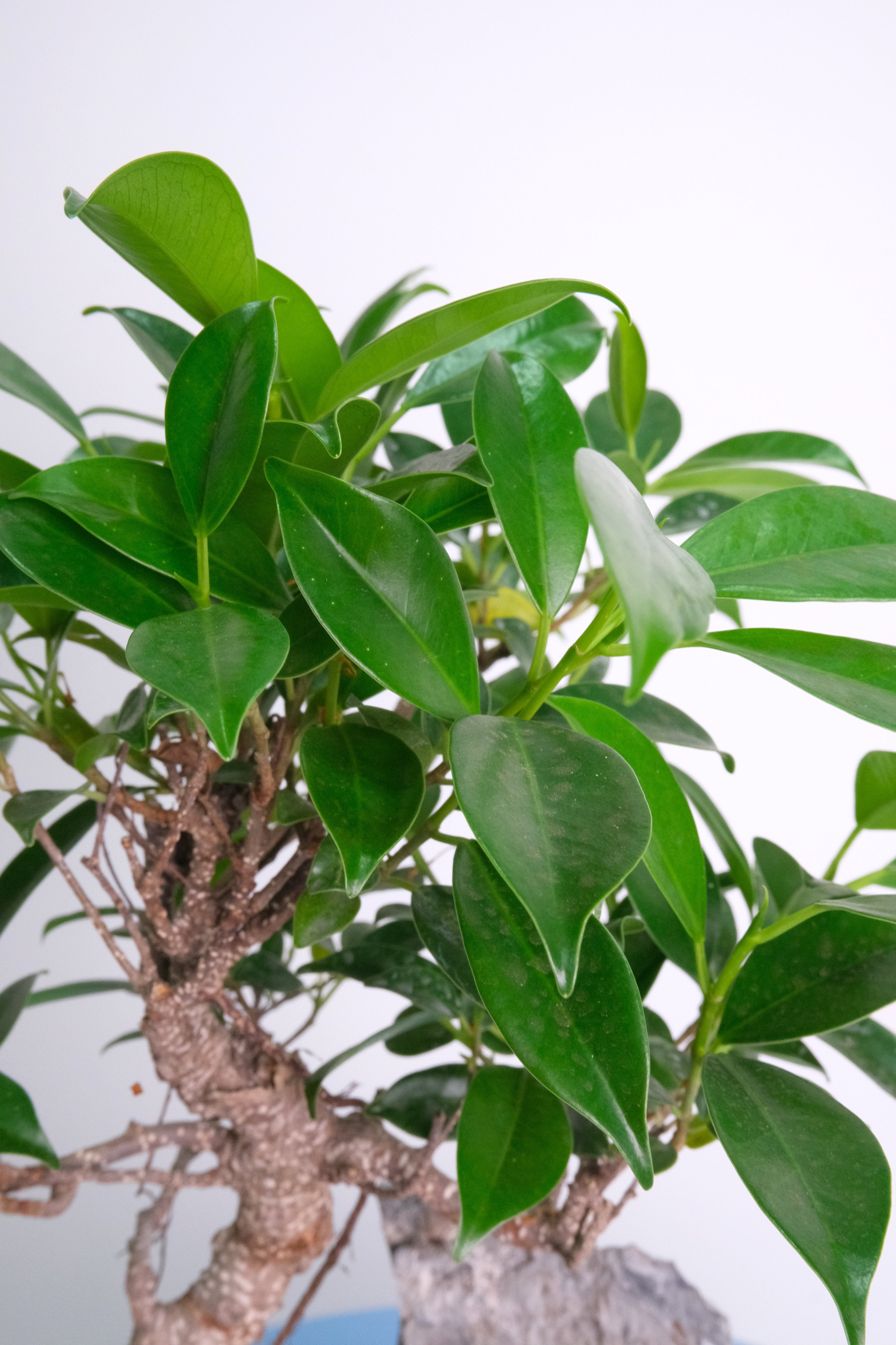 Bonsai Mix - Image 6