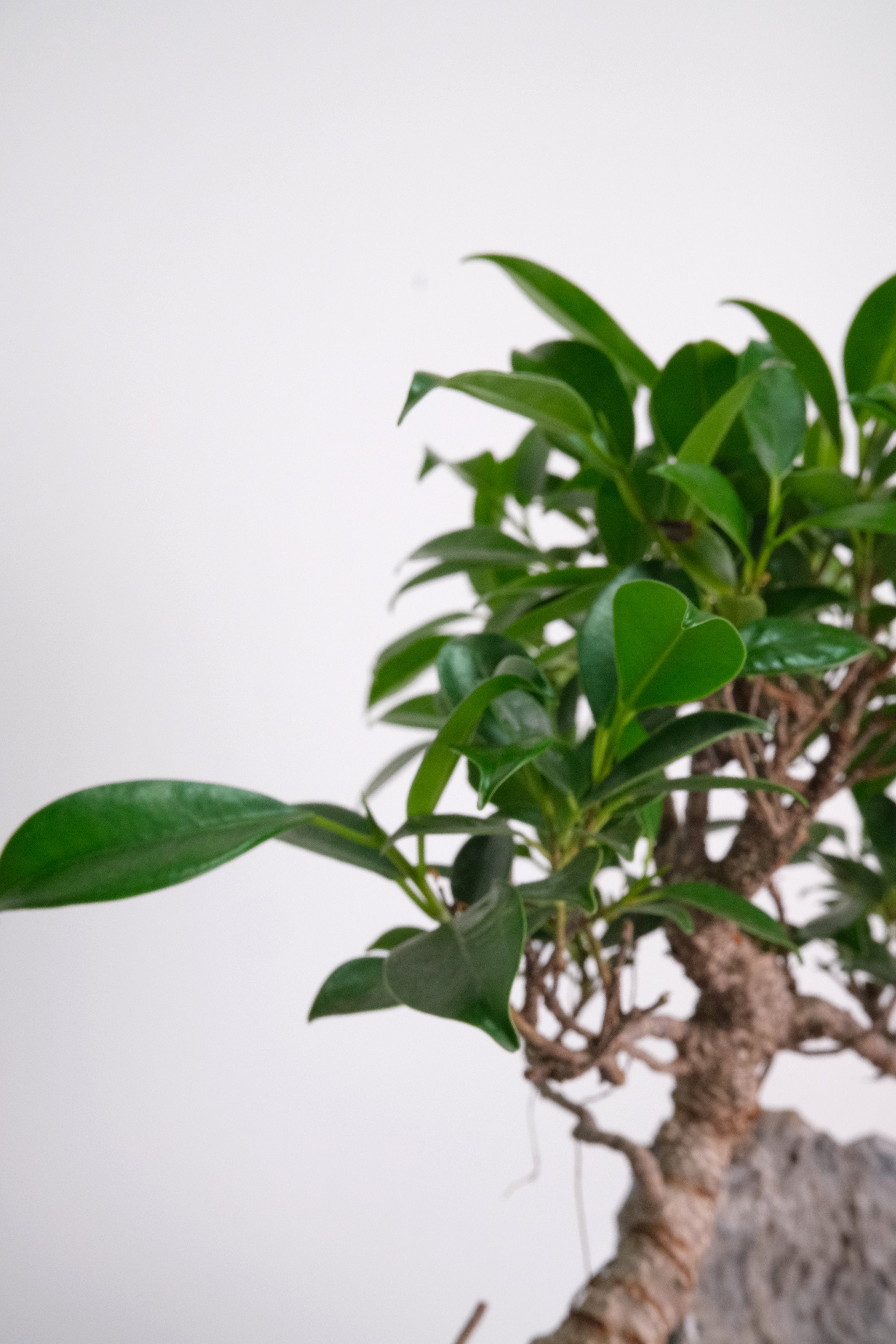 Bonsai Mix - Image 7