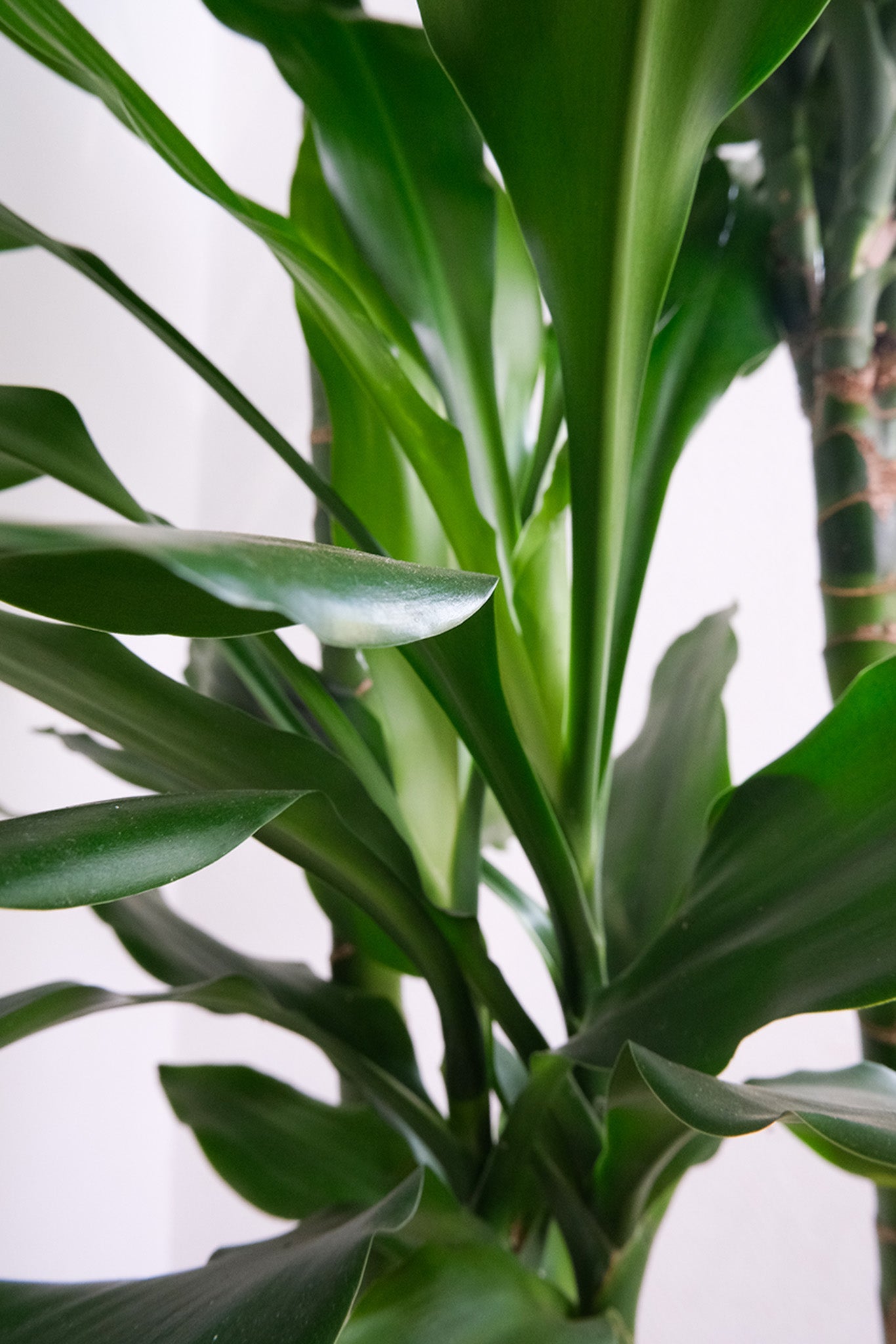 Dracaena Lind - Image 4