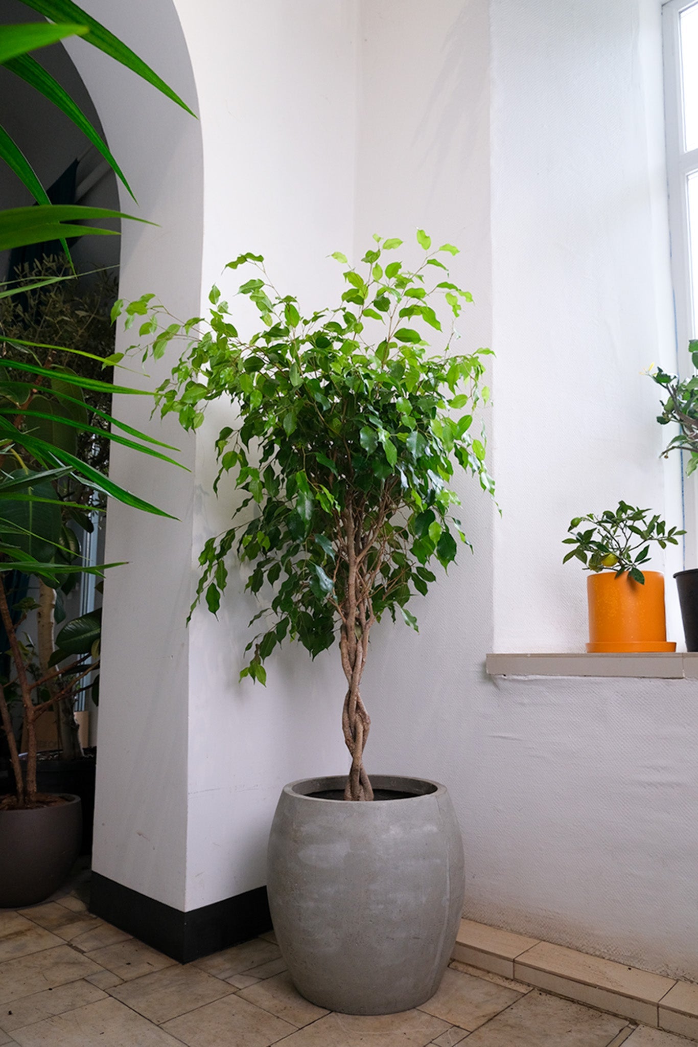 Ficus Be Exotica Twisted - Image 10