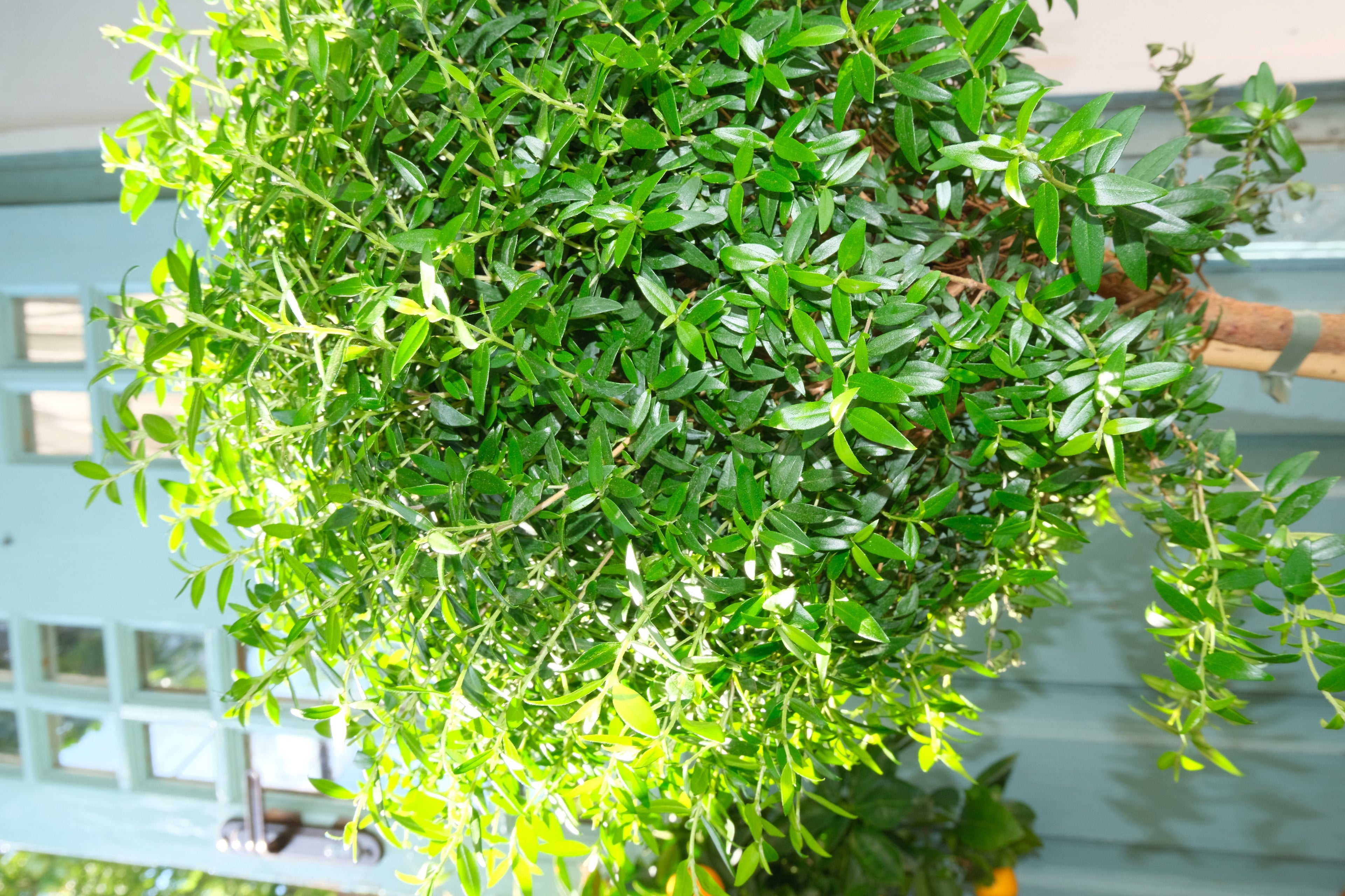 Myrtus On Stem
