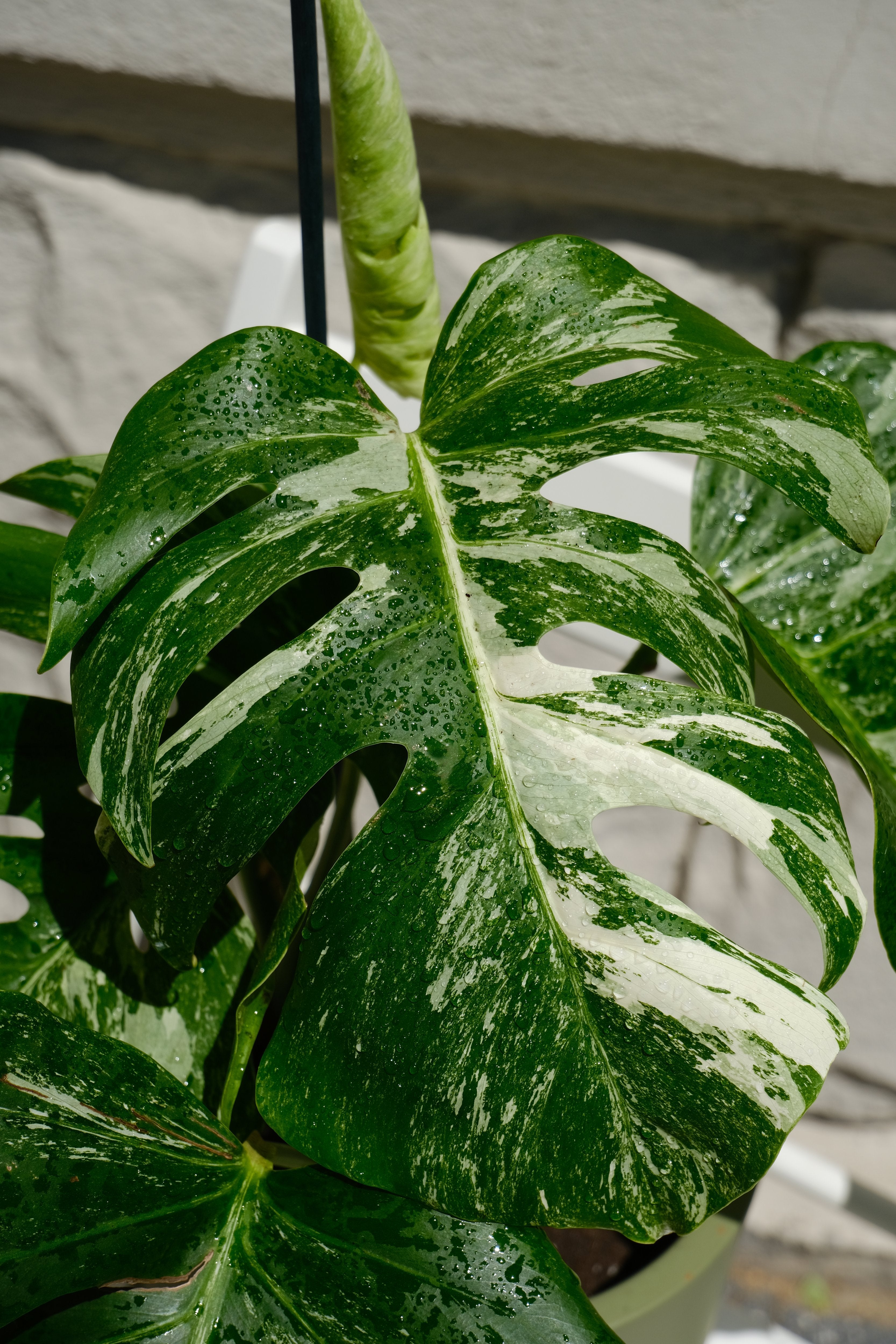 Monstera Deliciosa pestrița - Image 17