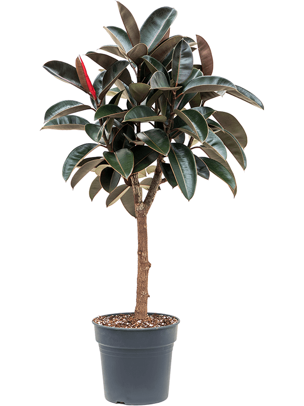 Ficus Elastica Burgundy