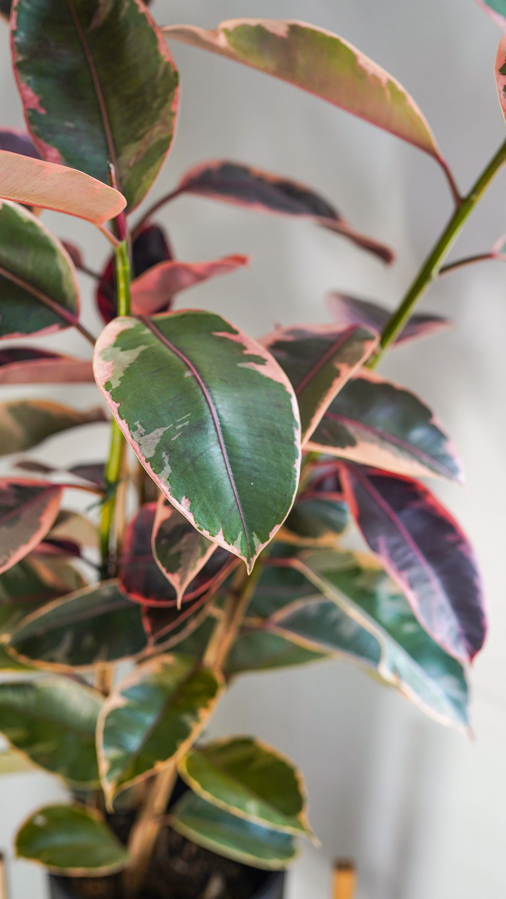 Ficus Belize - Image 6