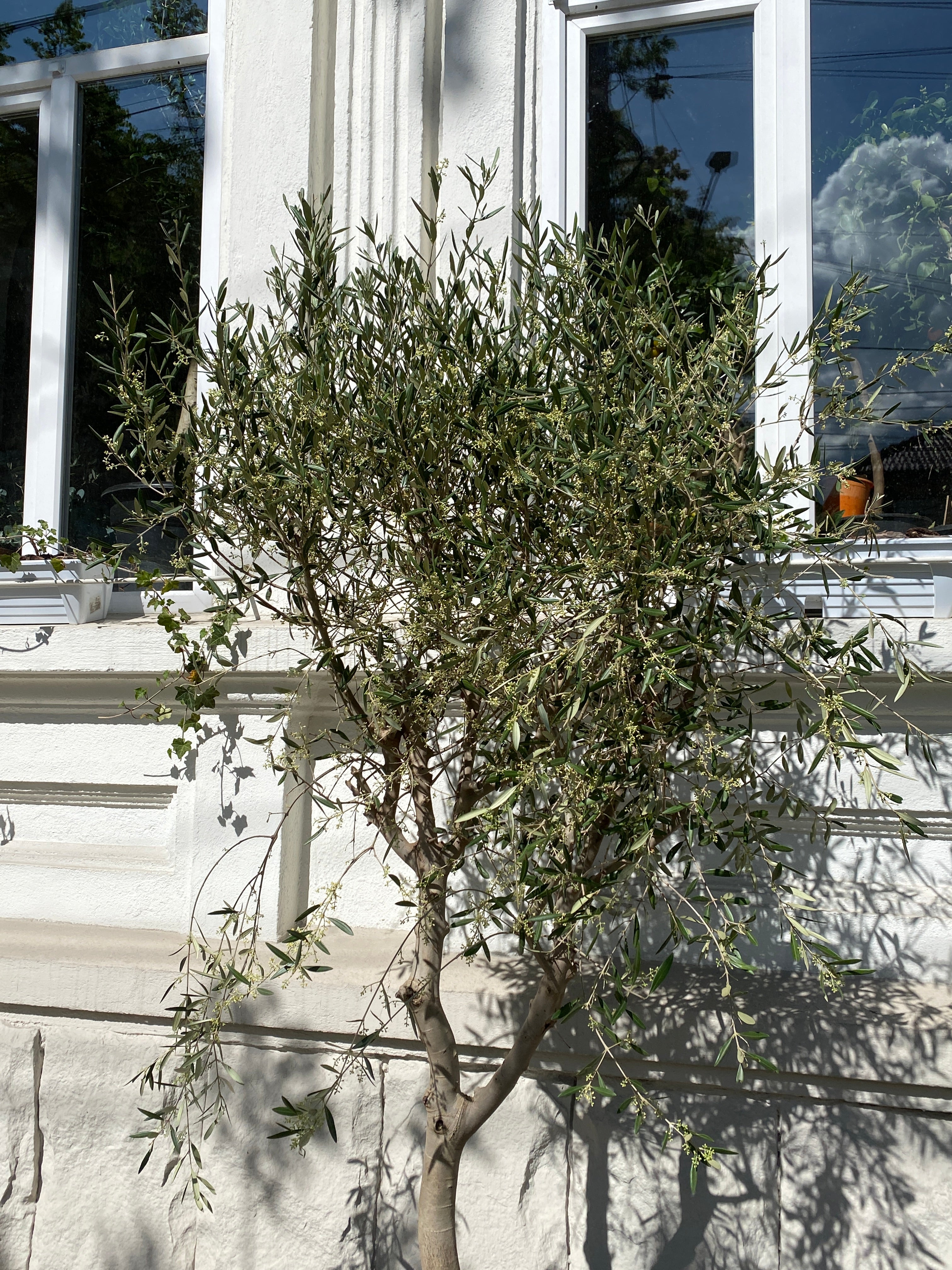 Maslin on Stem - Image 5