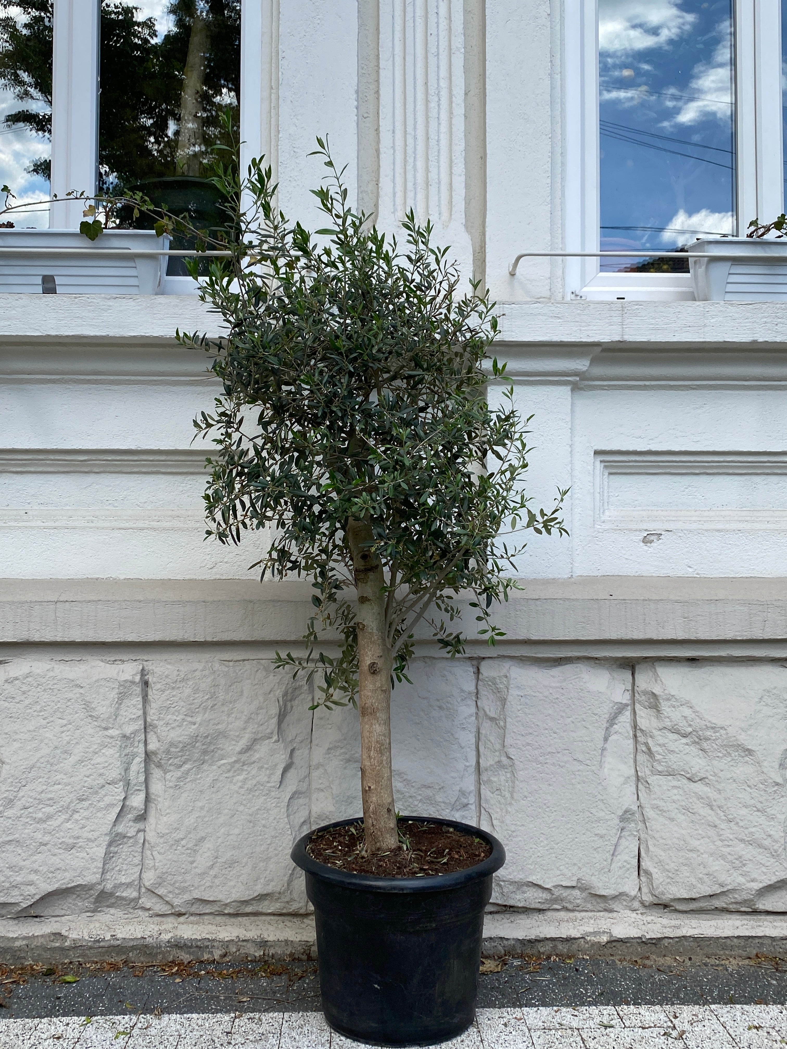 Maslin on Stem - Image 9