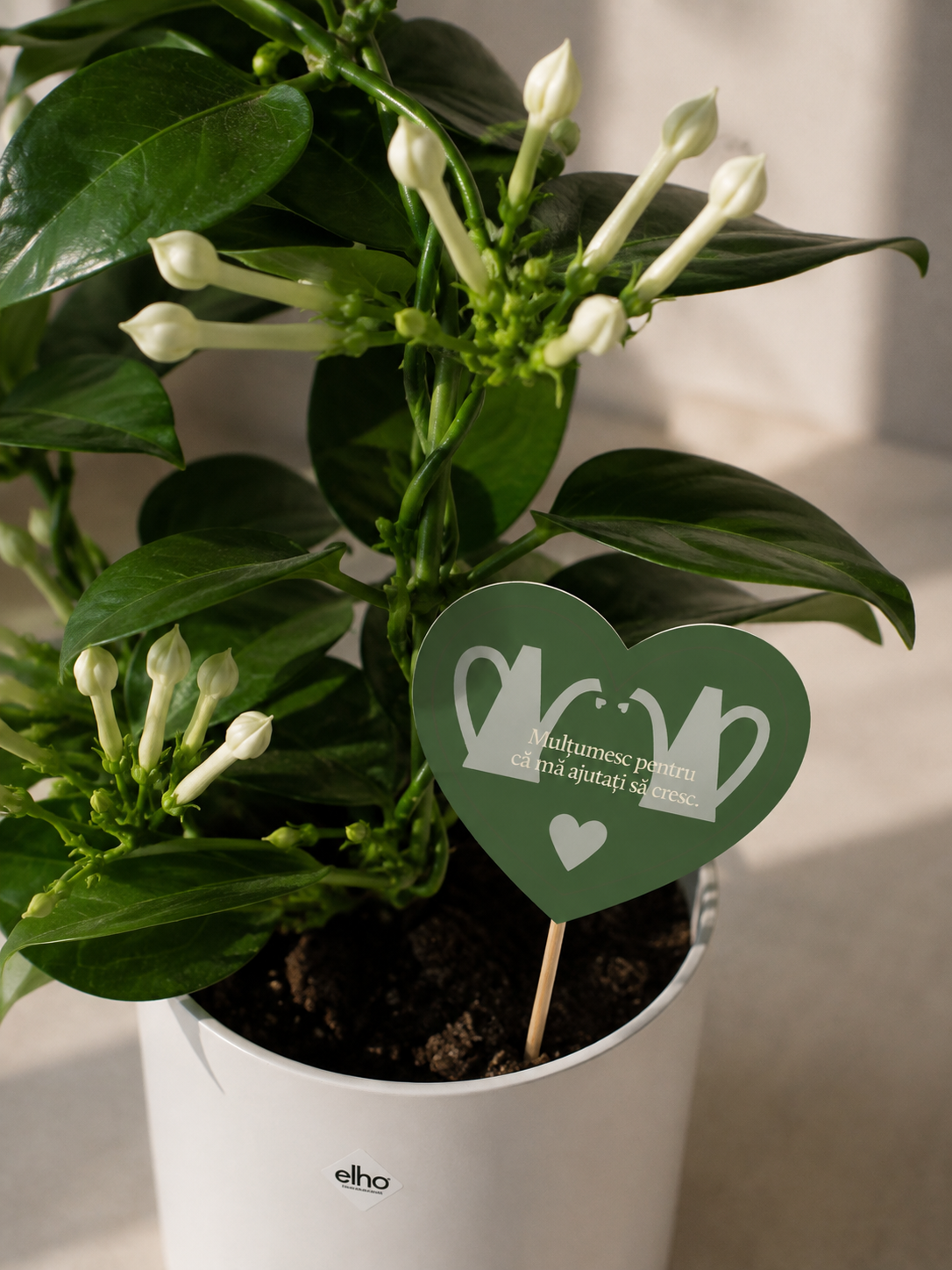 Set 5: Back to School – Jasmin Stephanotis