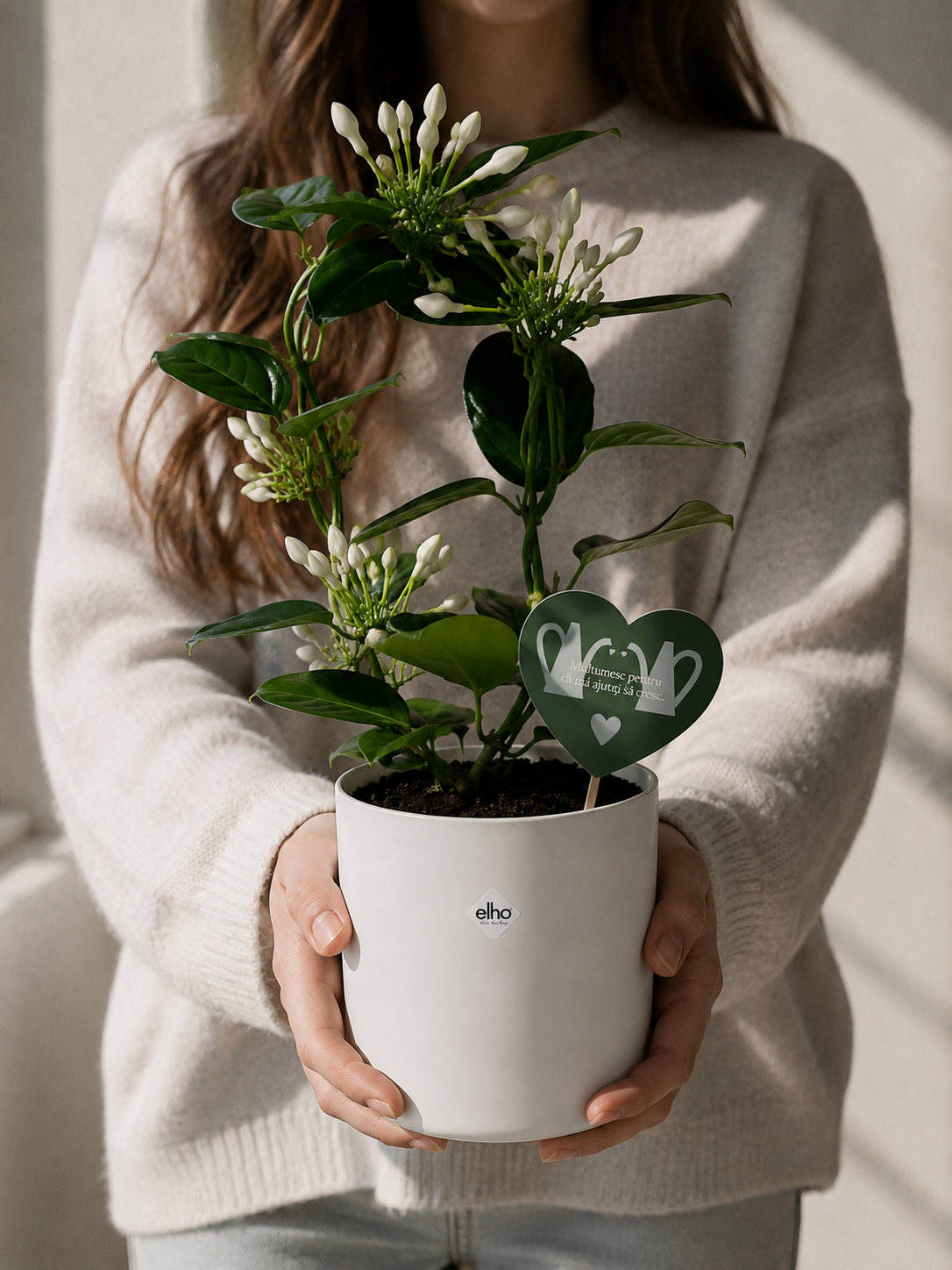 Set 5: Back to School – Jasmin Stephanotis
