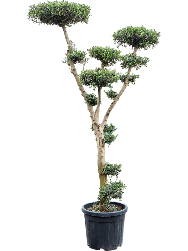 Olea Europea Branched