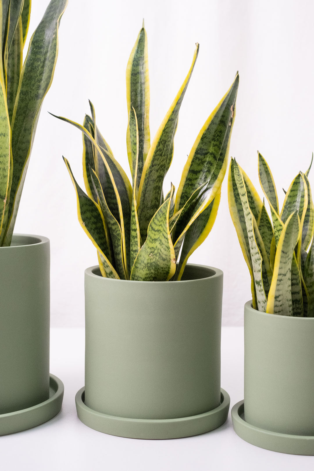 Sansevieria Laurentii - Image 3