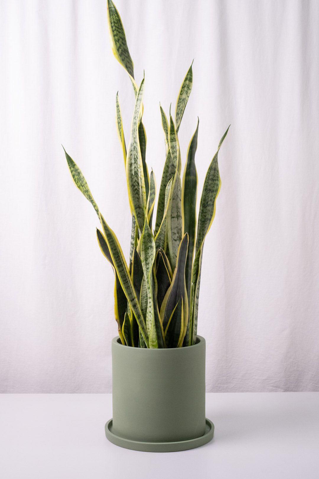 Sansevieria Laurentii - Image 7