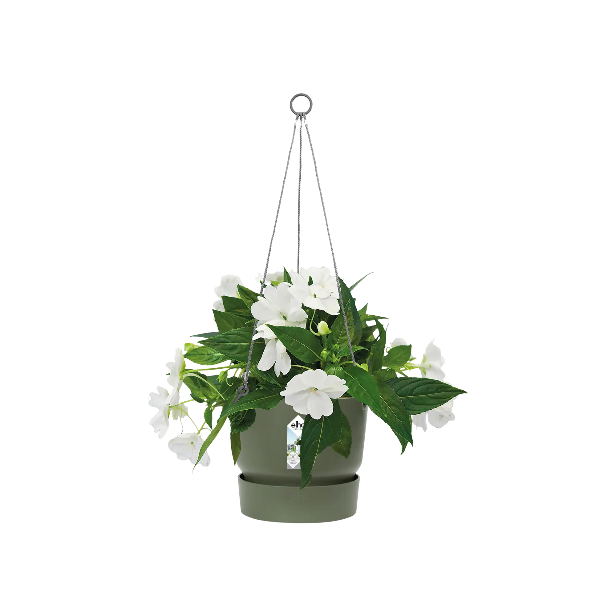 Greenville hanging basket