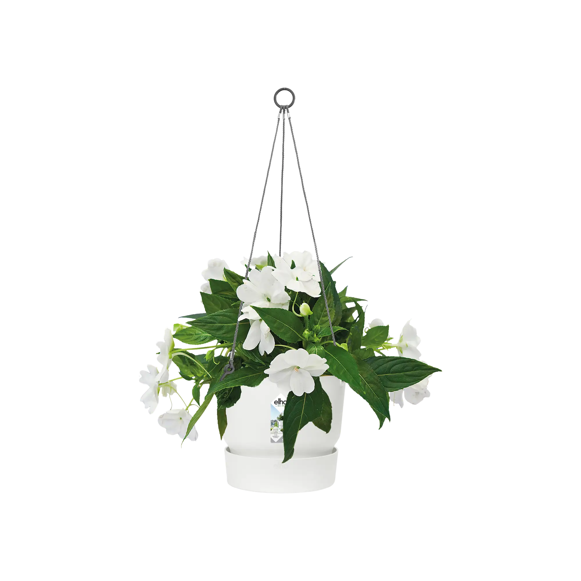 Greenville hanging basket