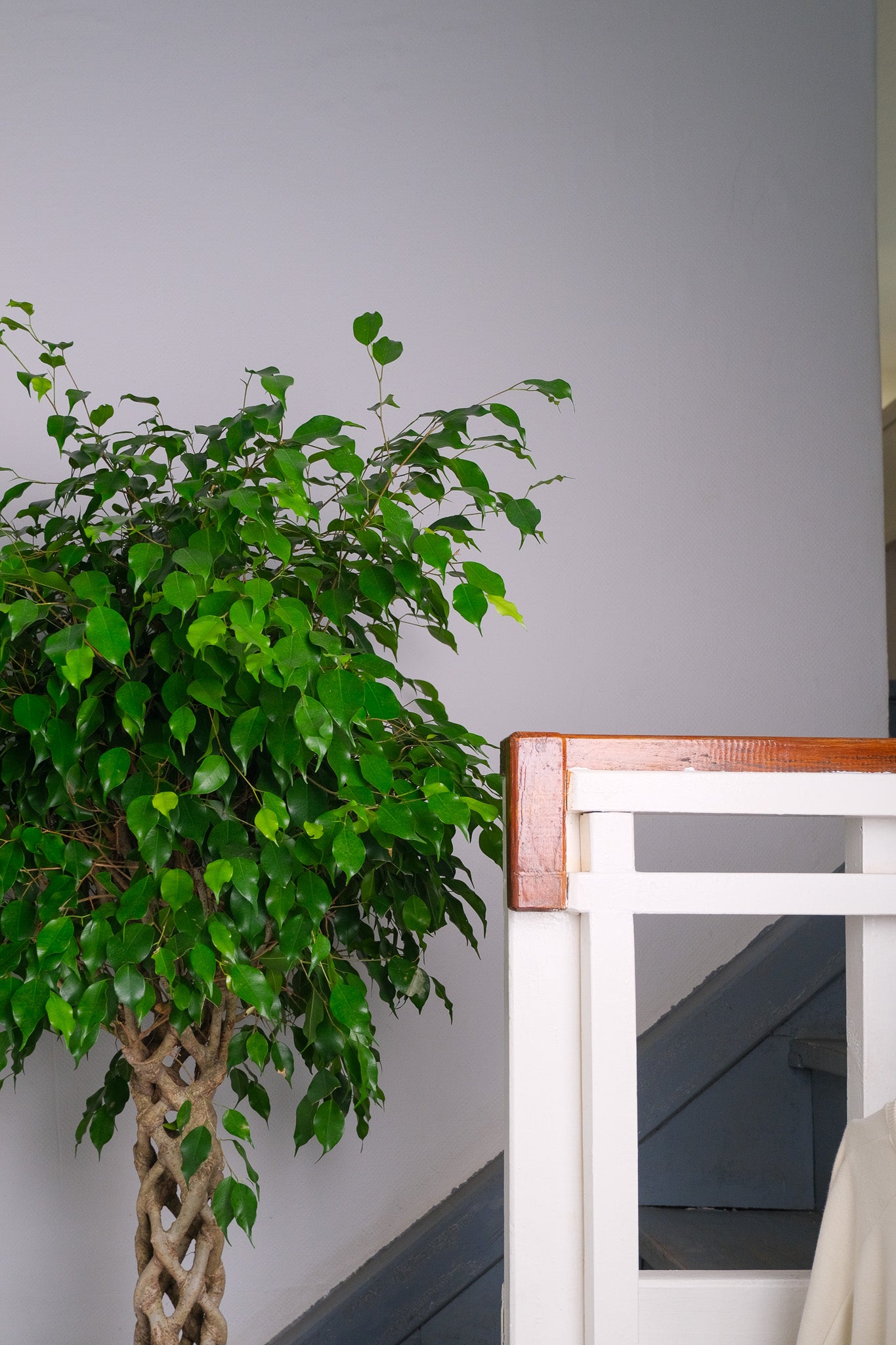 Ficus Be Exotica Cilinder