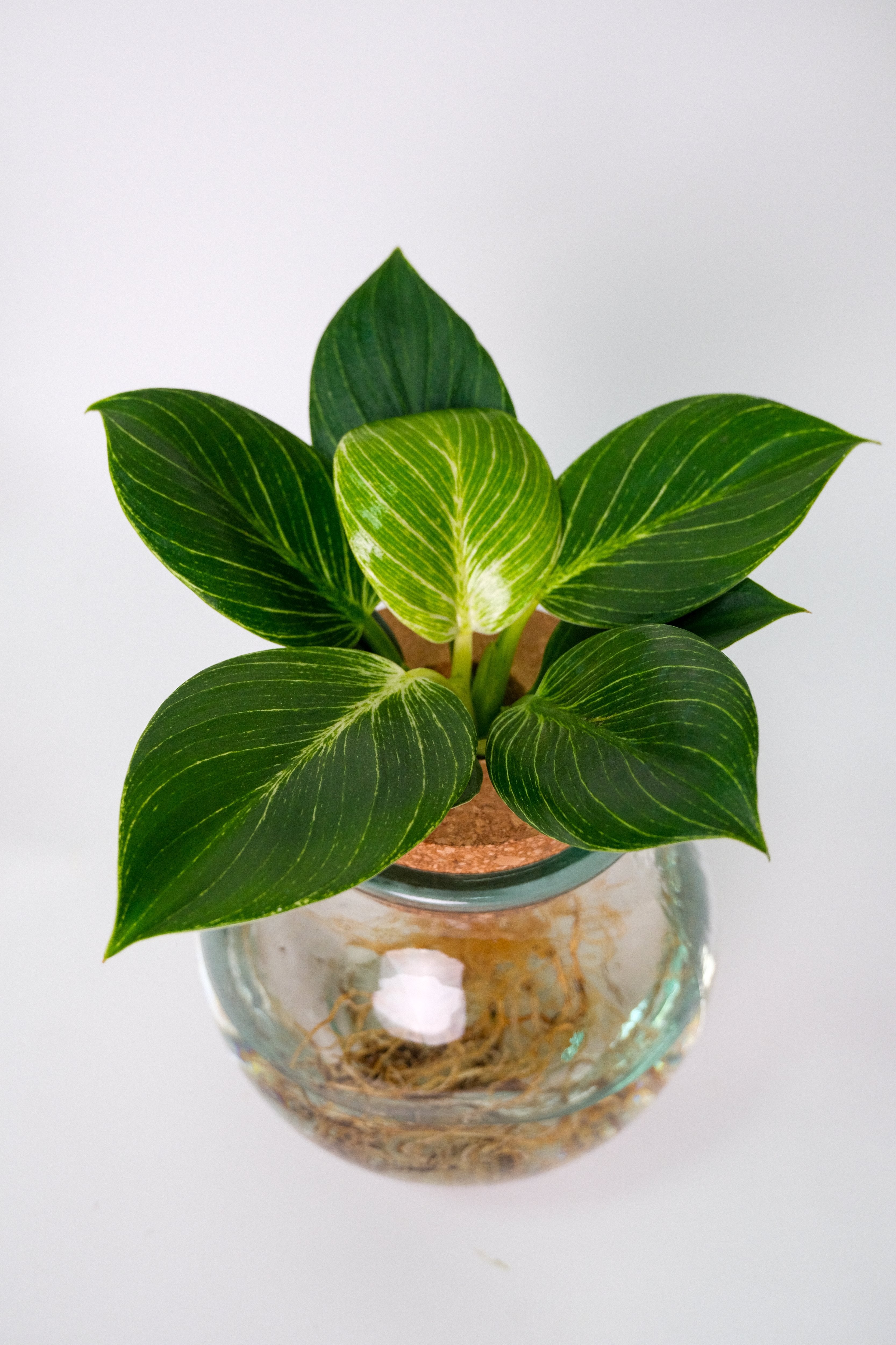 Plante Mix Sticlă