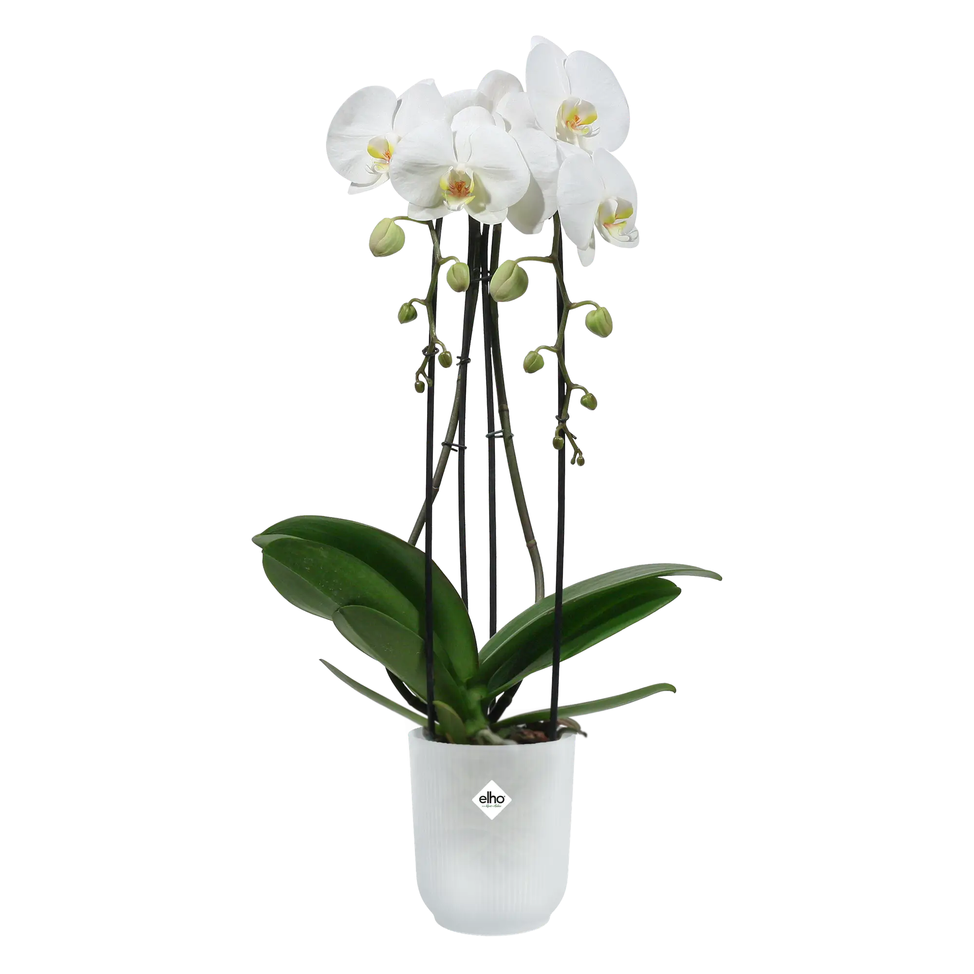 Vibes fold orchid high