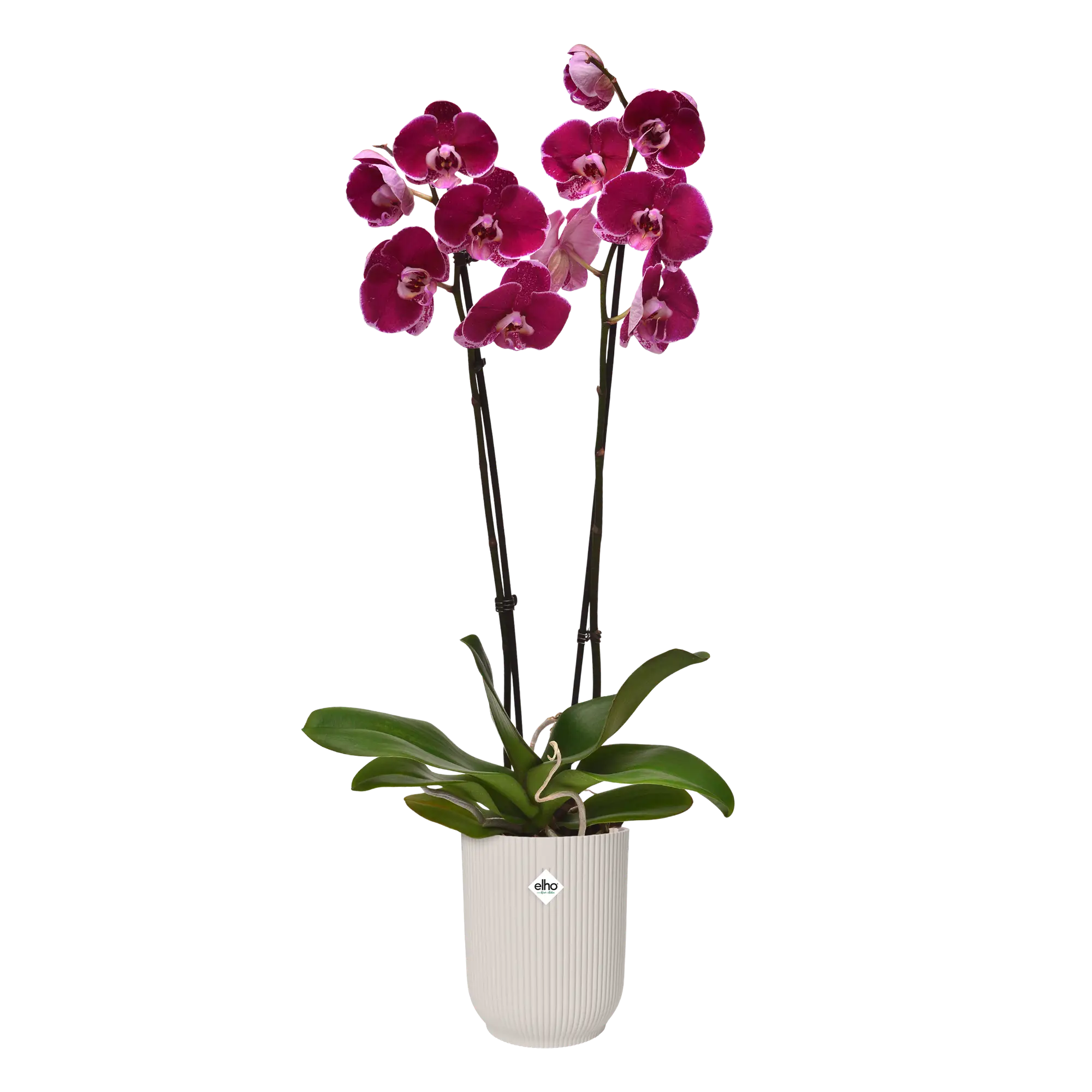 Vibes fold orchid high