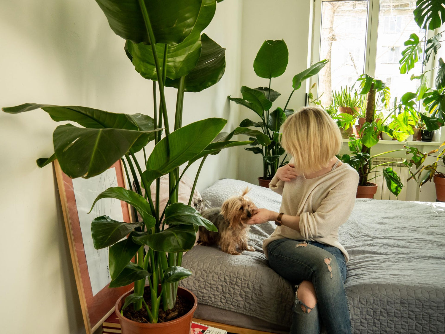 De ce să trăiești printre plante este bine pentru tine