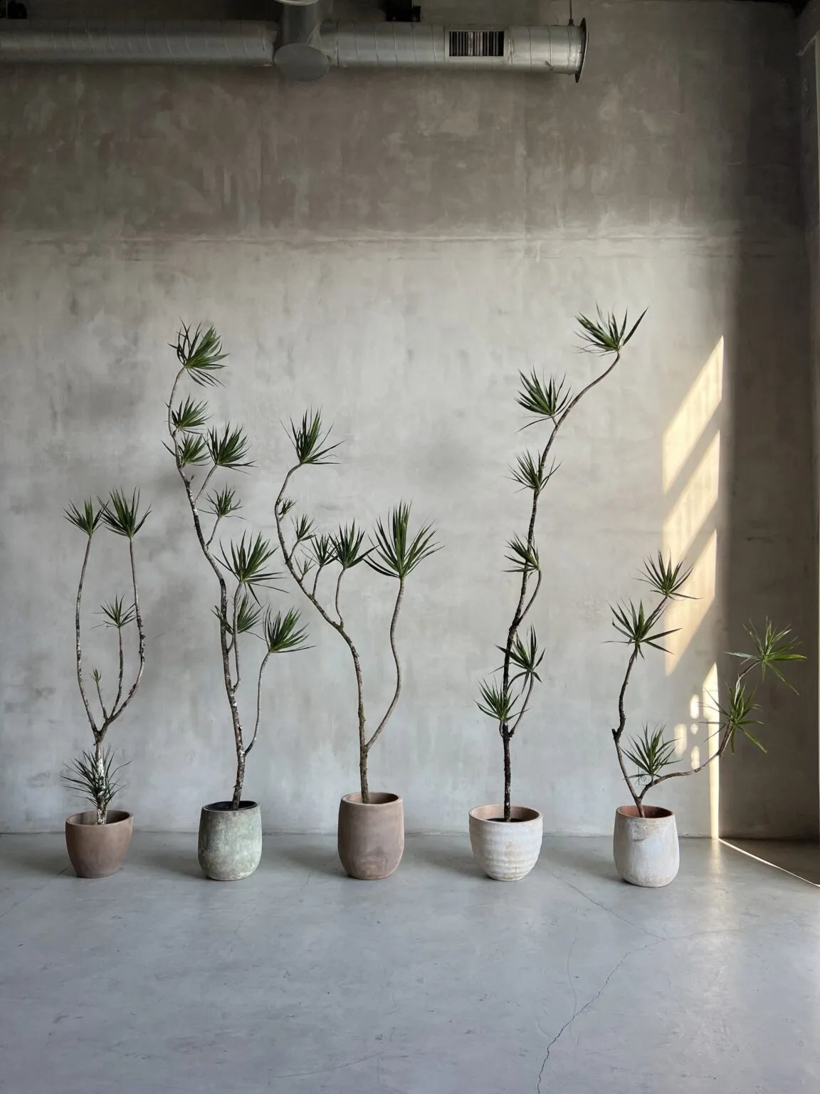 Plant Styling: fii pe valul noului trend