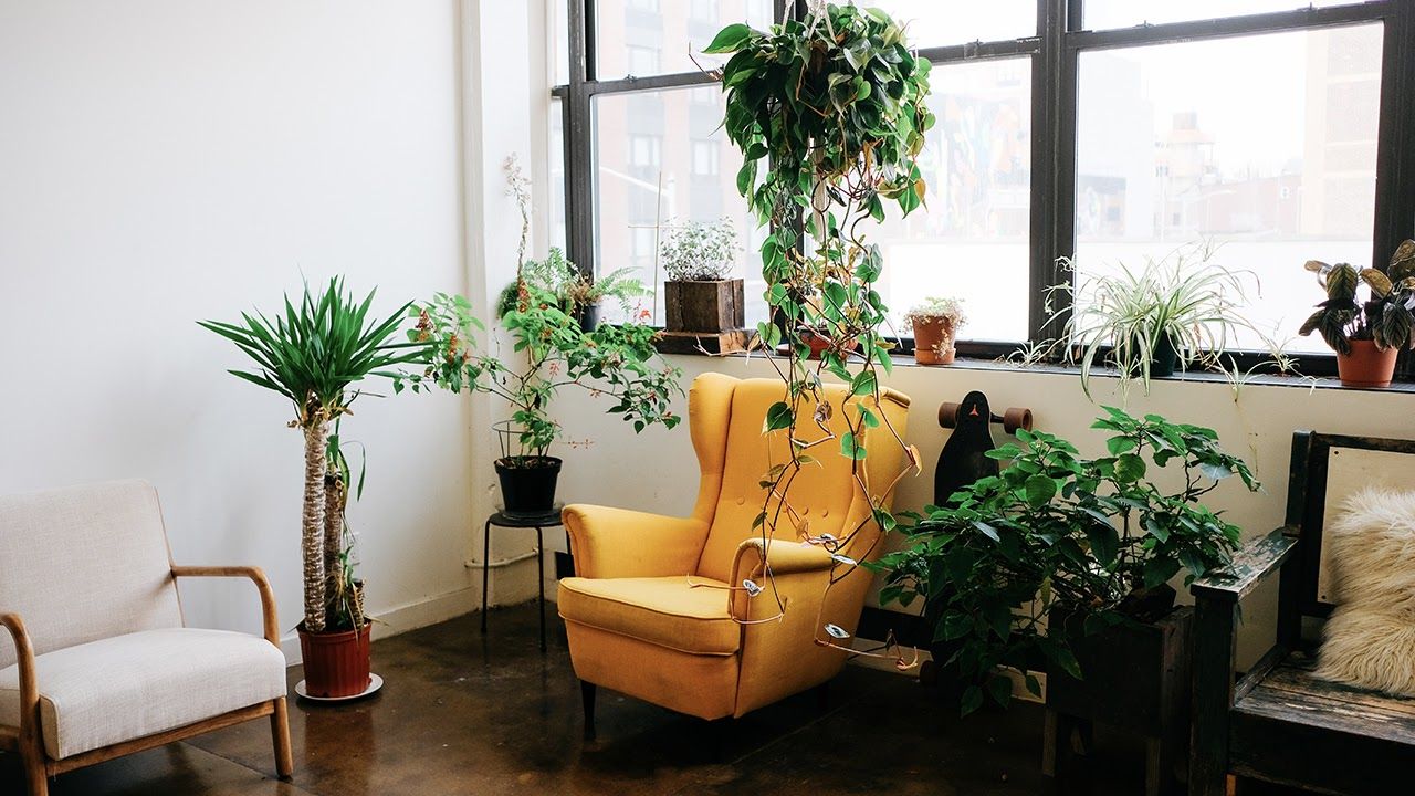 Rezoluție pentru 2021: crește o nouă plantă în noul an