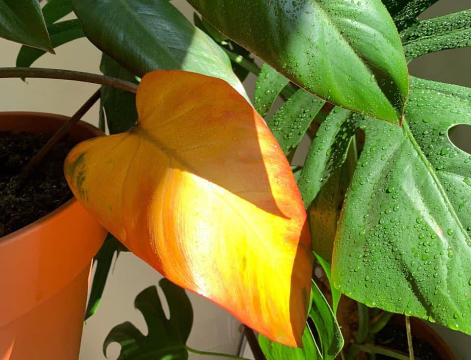 Ce aduce primăvara: cinci schimbări în rutina de îngrijire a plantelor și așteptări realiste