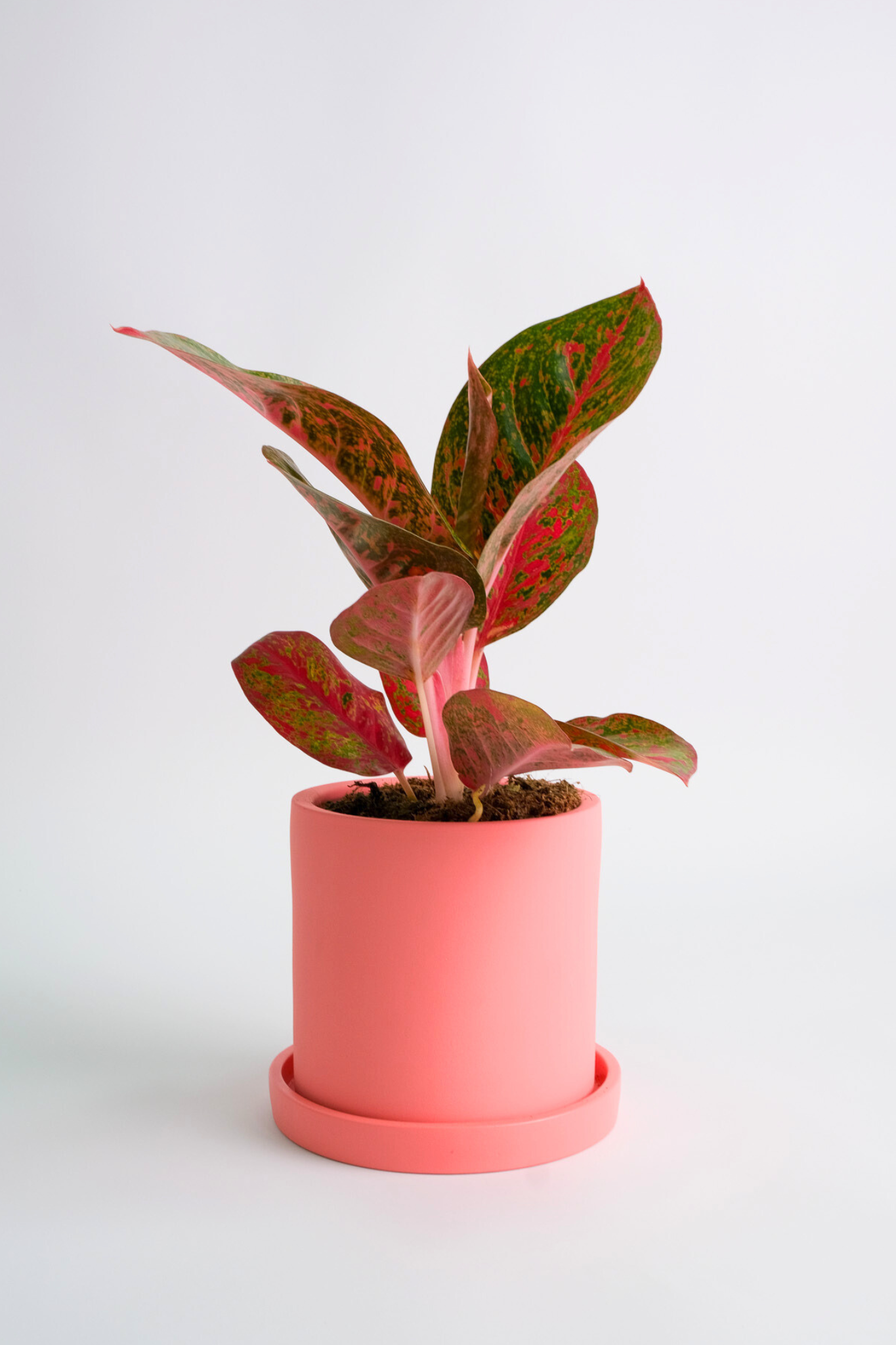 Aglaonema Red Sprinkles