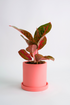 Aglaonema Red Sprinkles