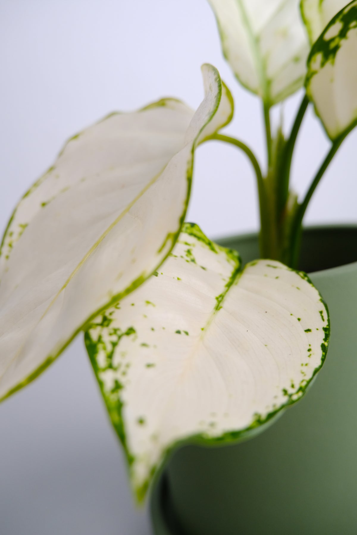 Aglaonema White Joy