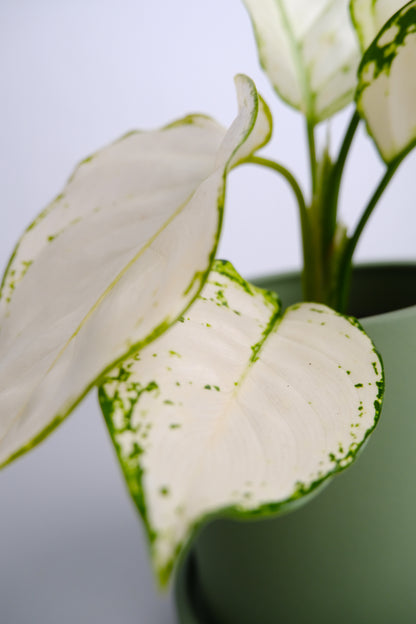 Aglaonema White Joy