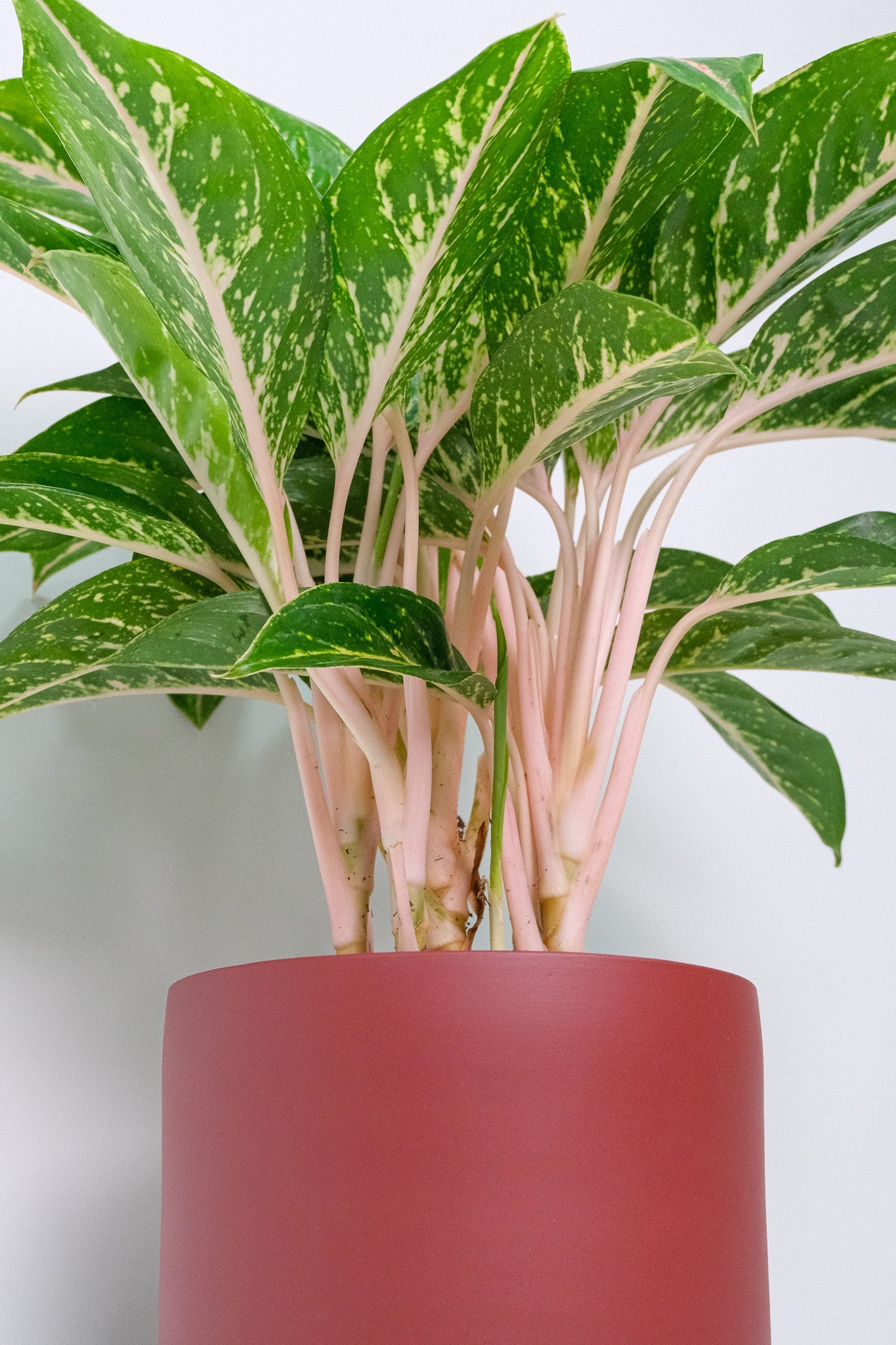 Aglaonema Coco Green - 1