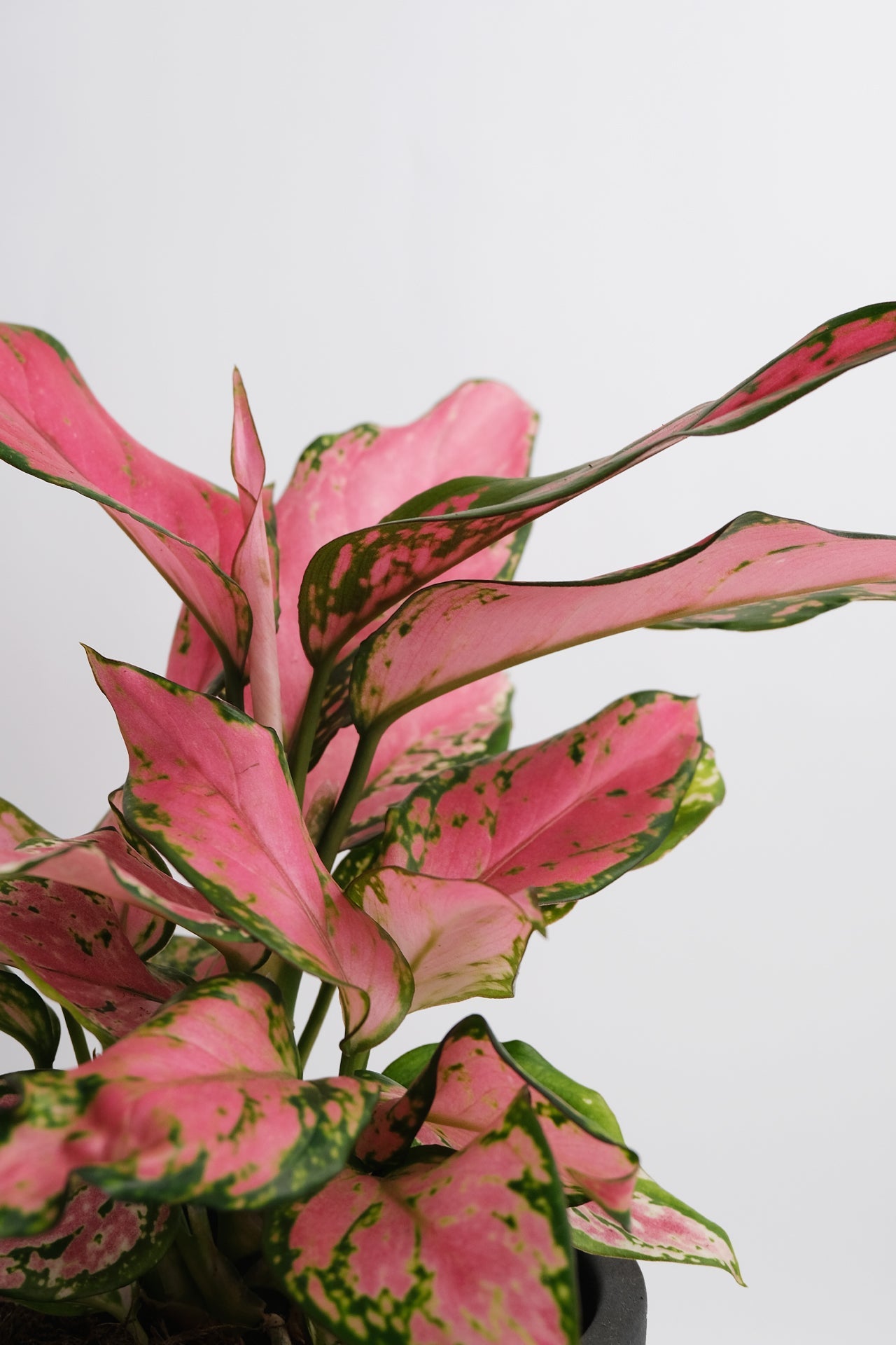 Aglaonema Pink - 00_Aglaonema Pink.jpg