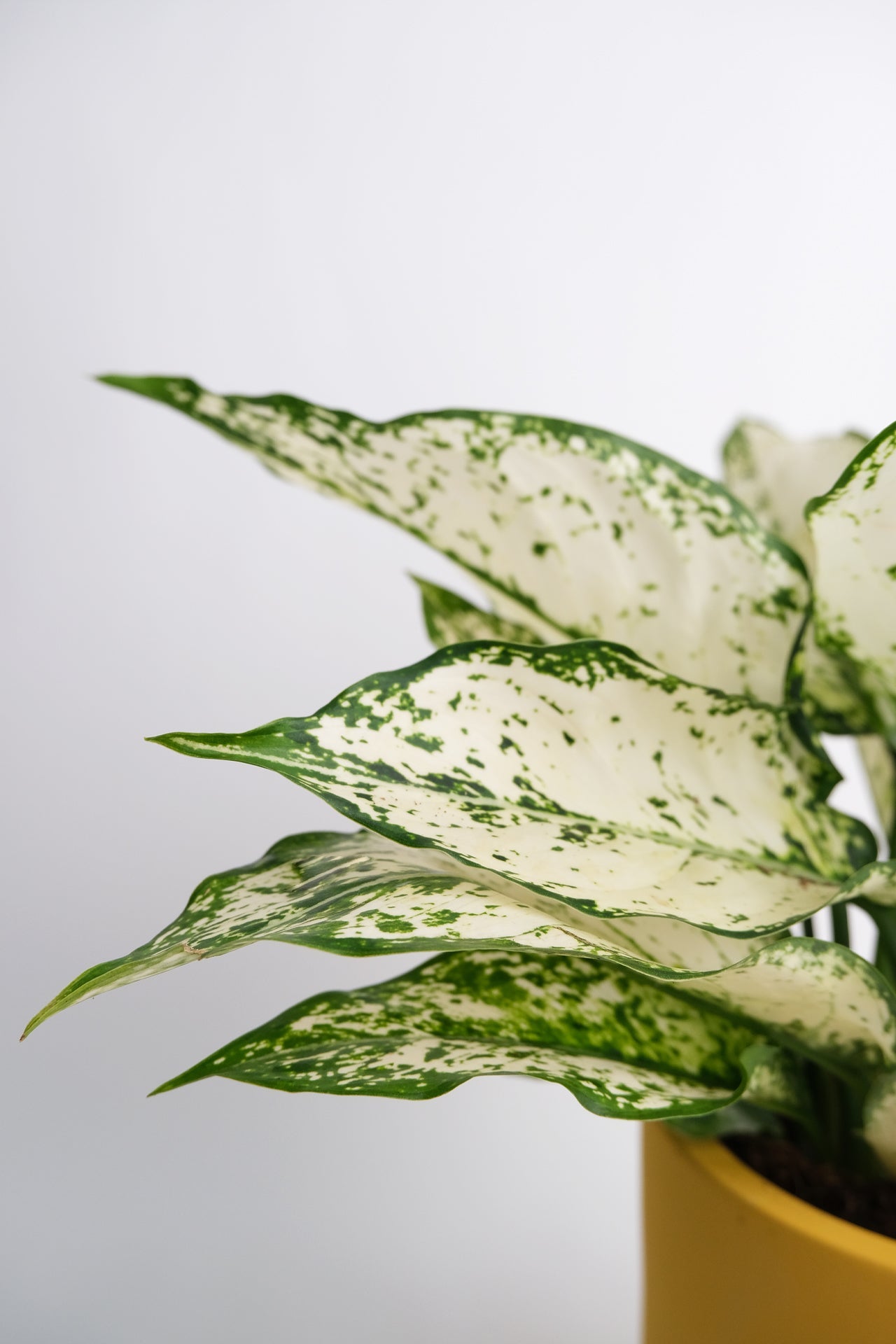 Aglaonema White Kiwi - 1